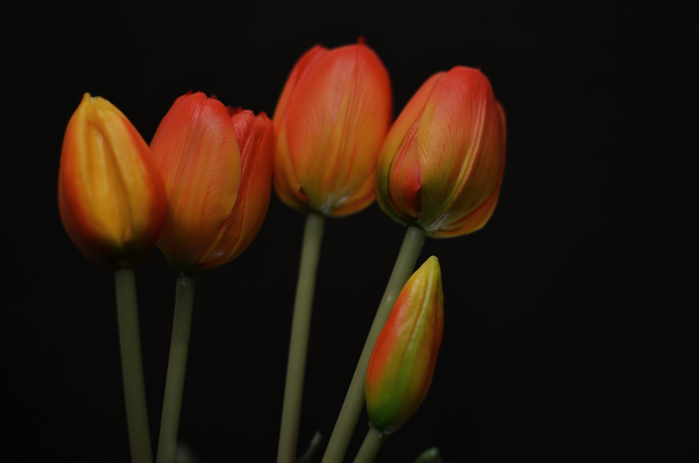 Tulips