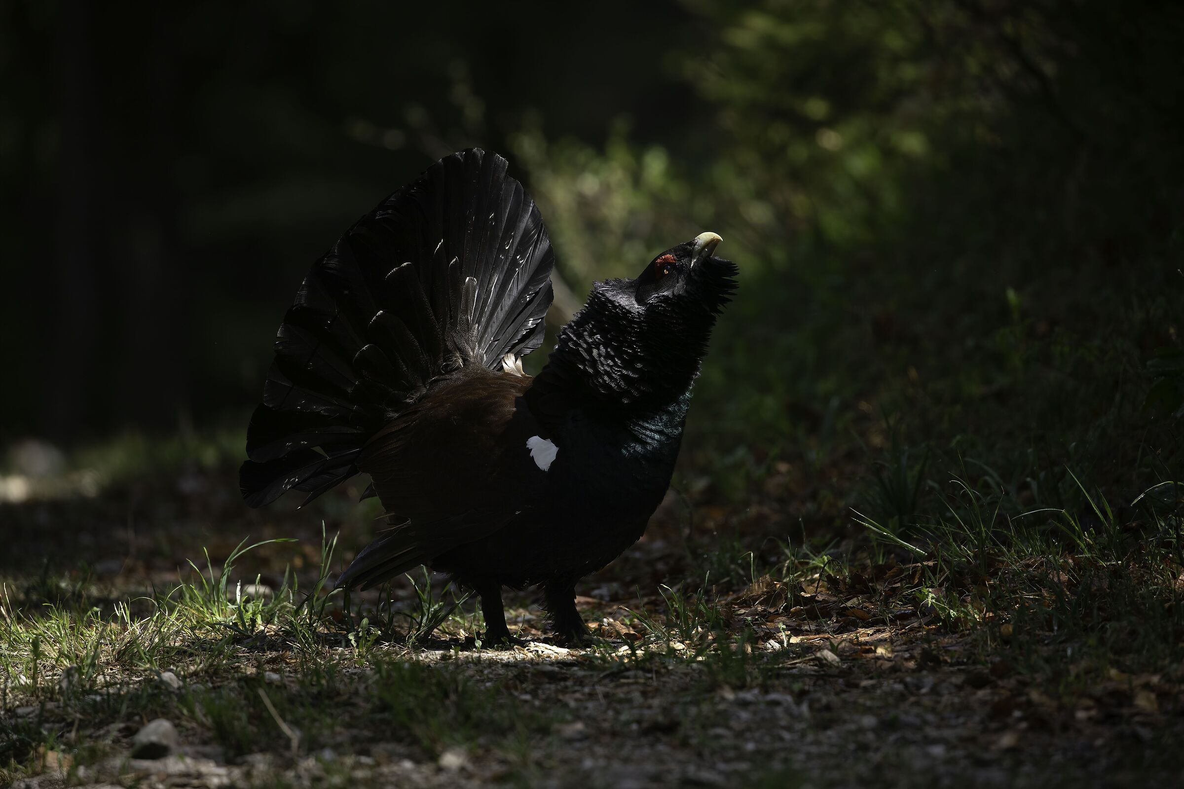 Gallo cedrone