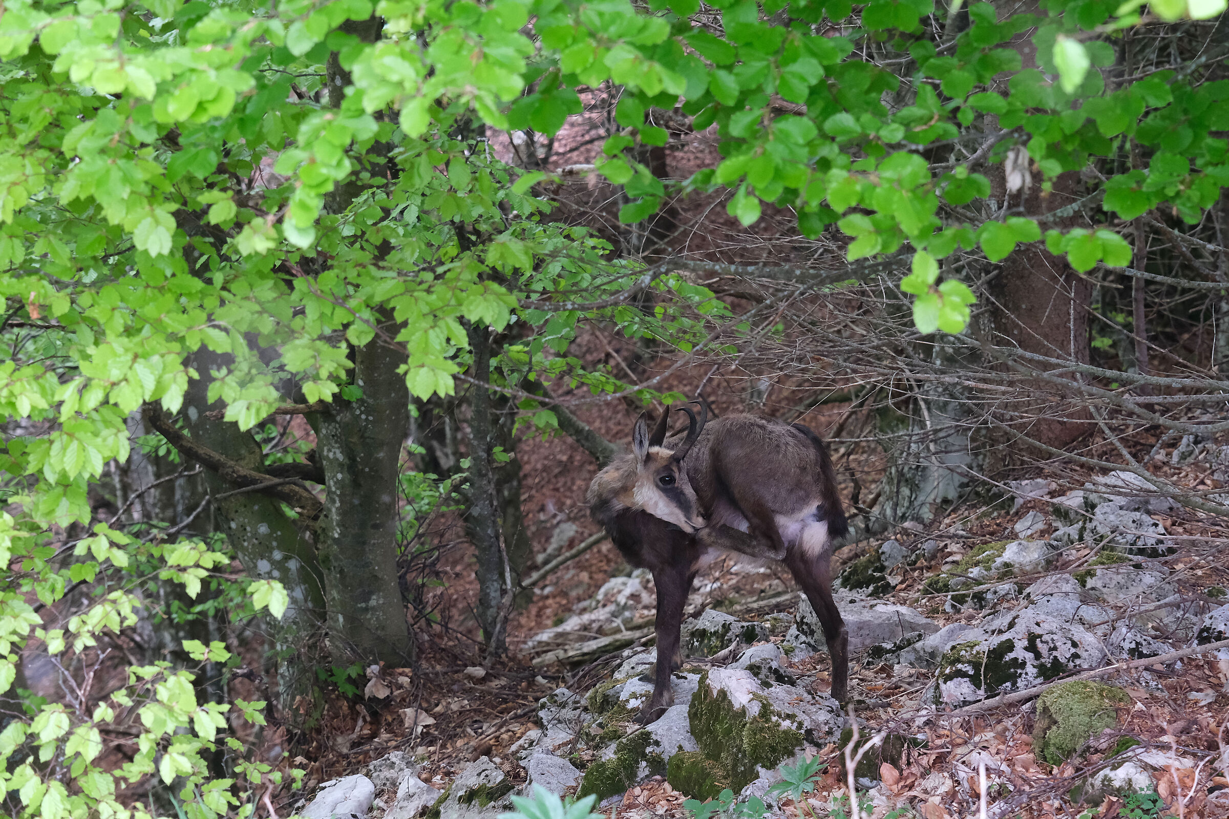 Camoscio giovane e pulito