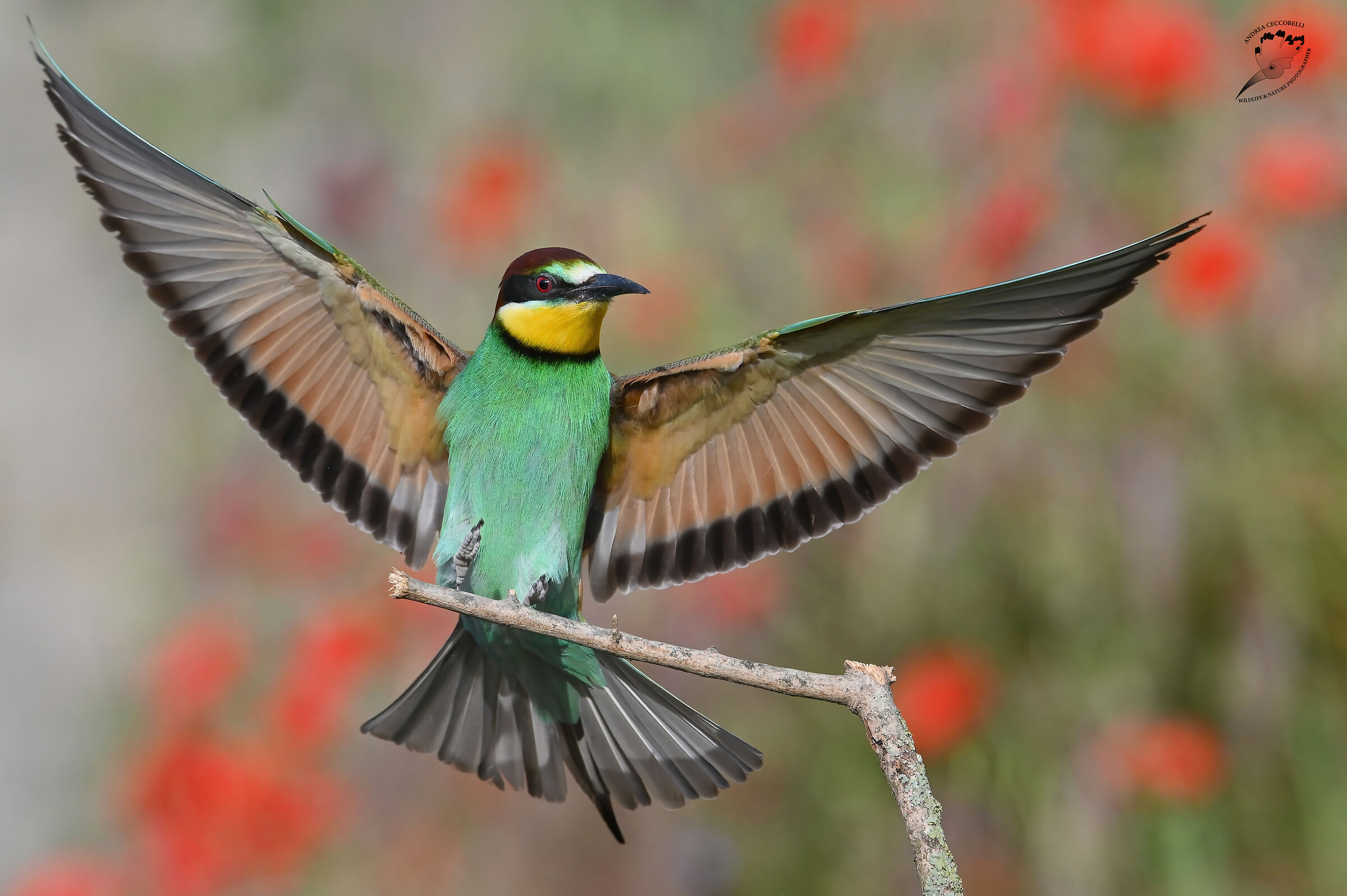 Gruccione - Merops apiaster