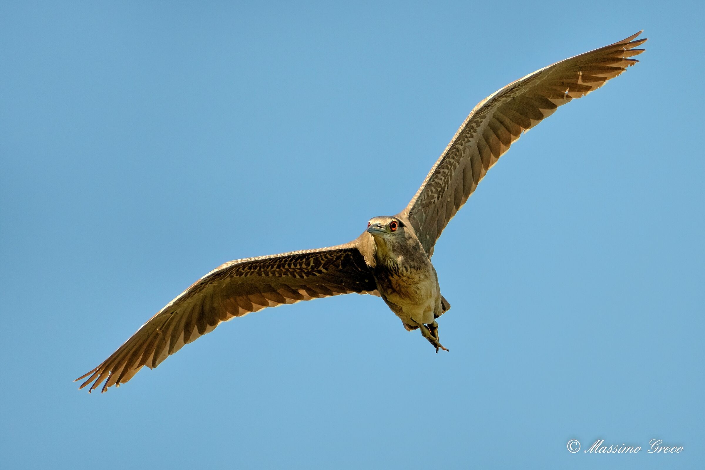 Nitticora (Nycticorax nycticorax ) juv