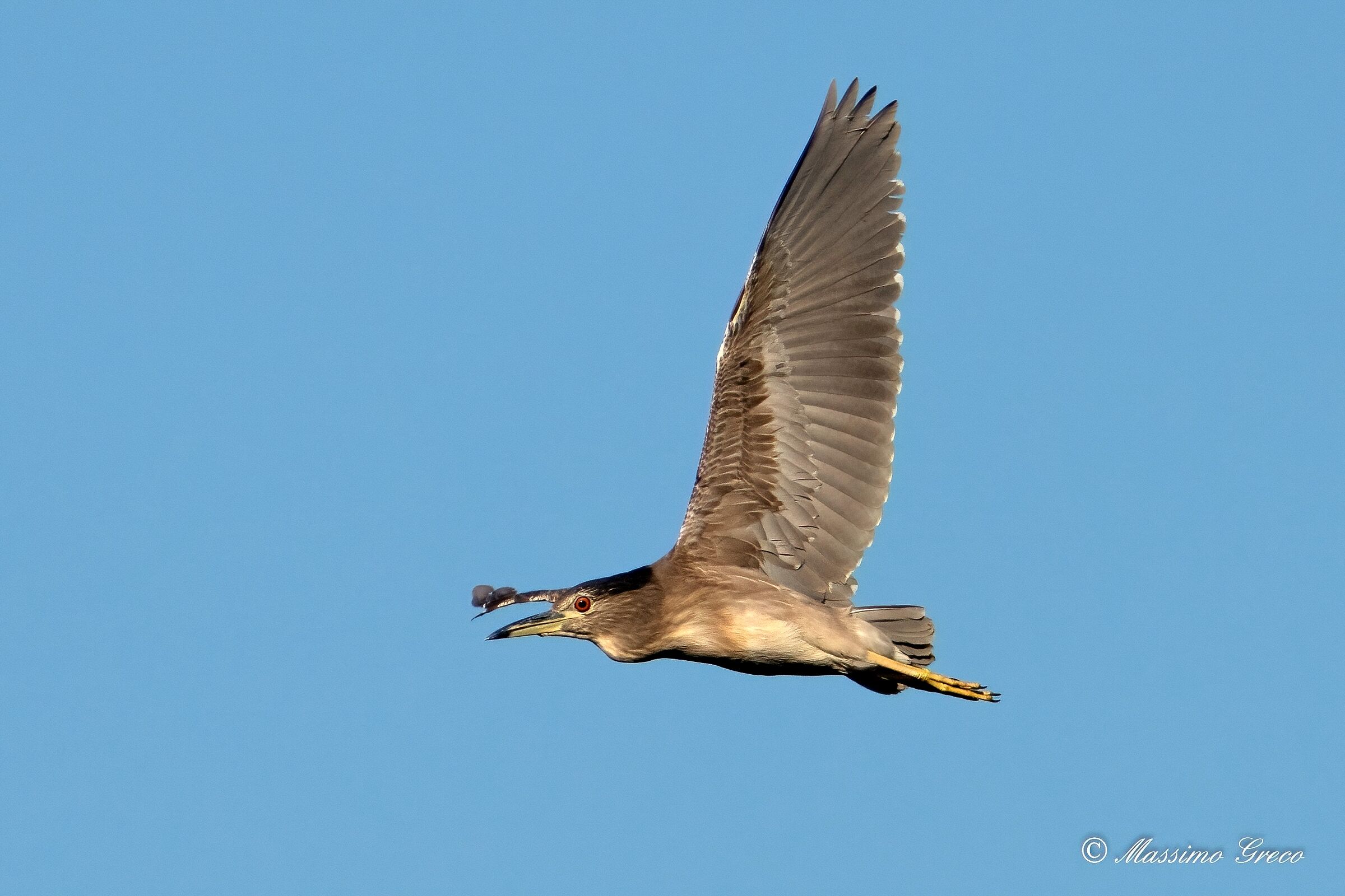 Nitticora (Nycticorax nycticorax ) juv