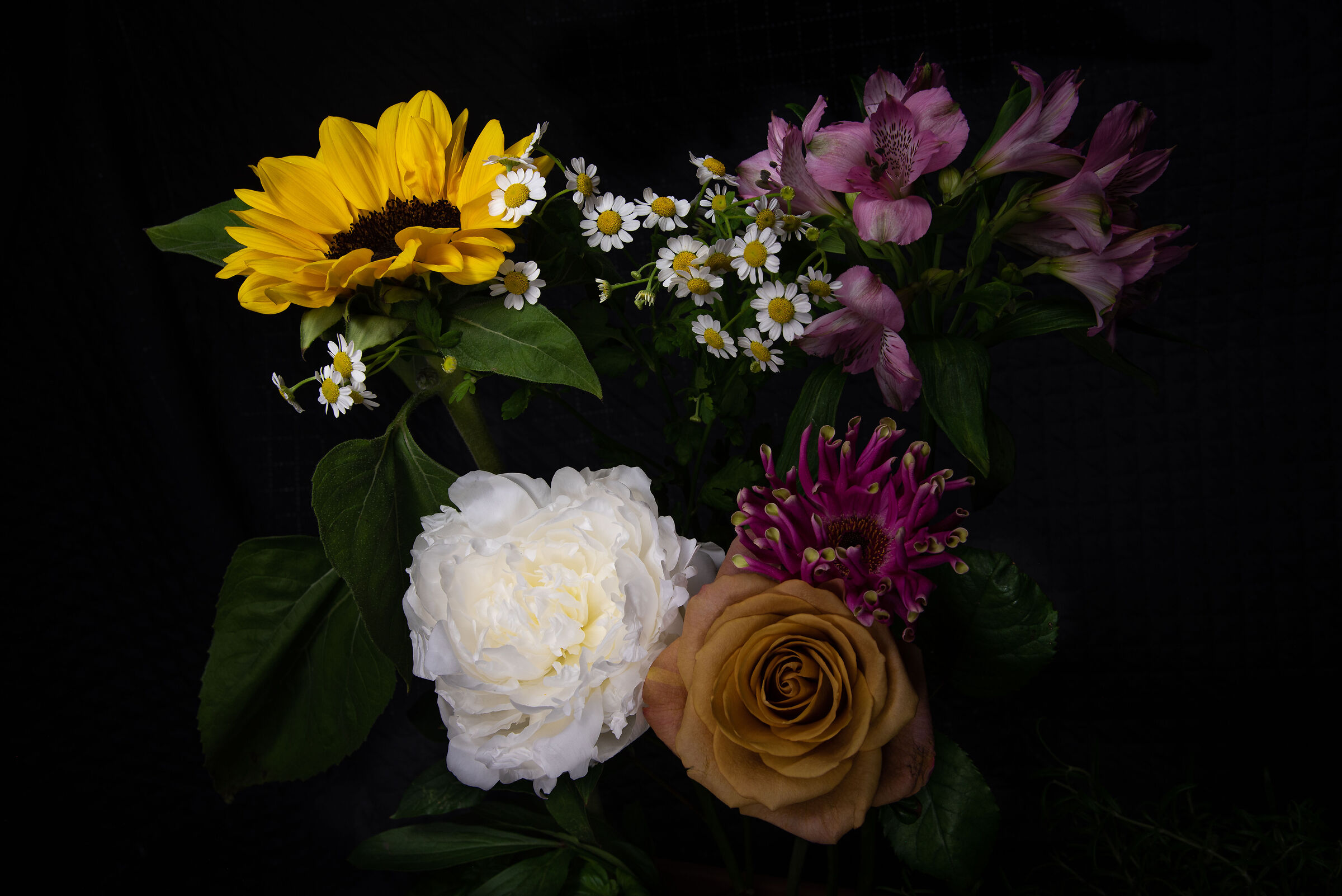 Still life dark flower