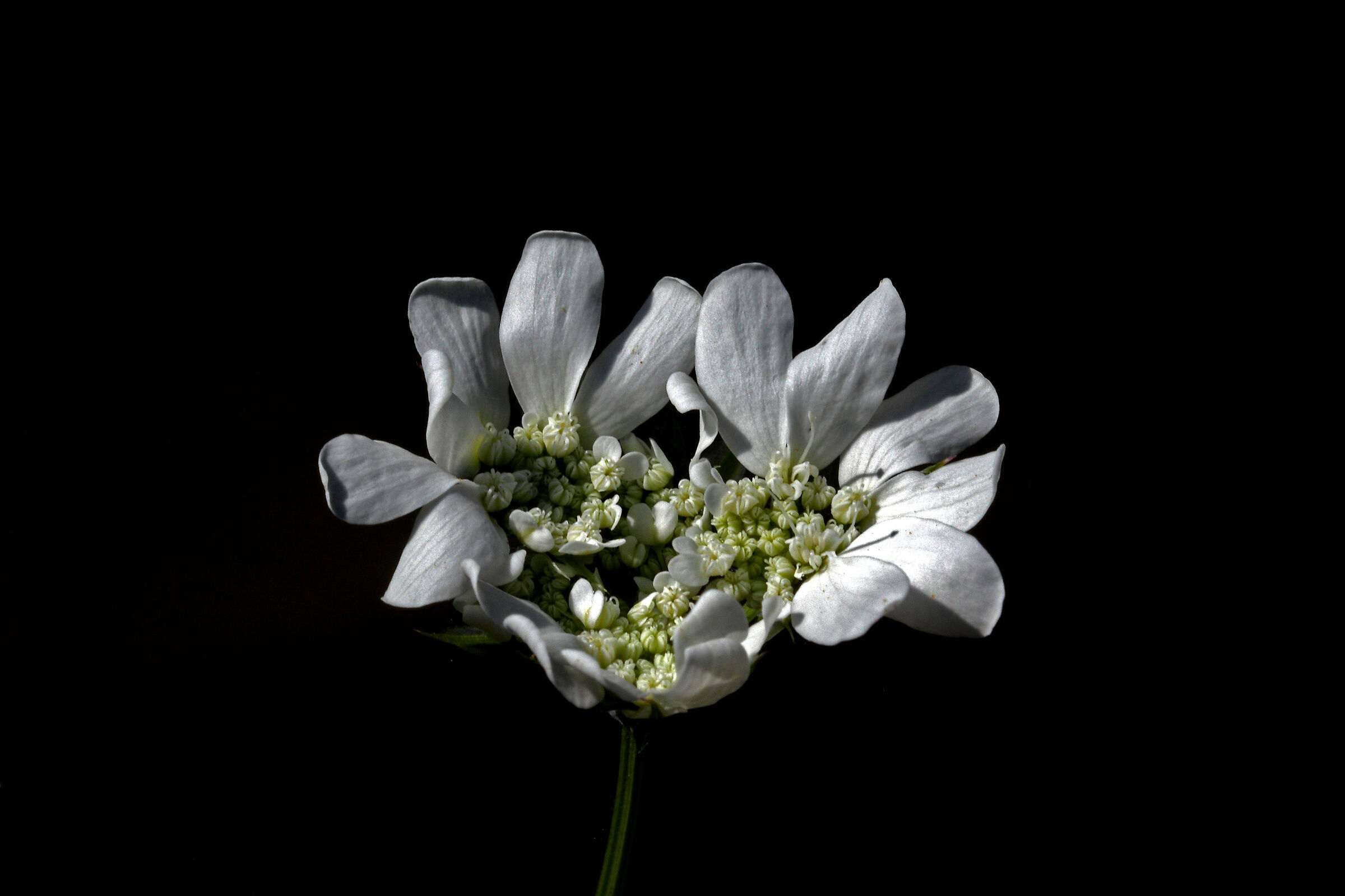 test con 100 usm + 2x iii + tubo 13mm + crop in camera