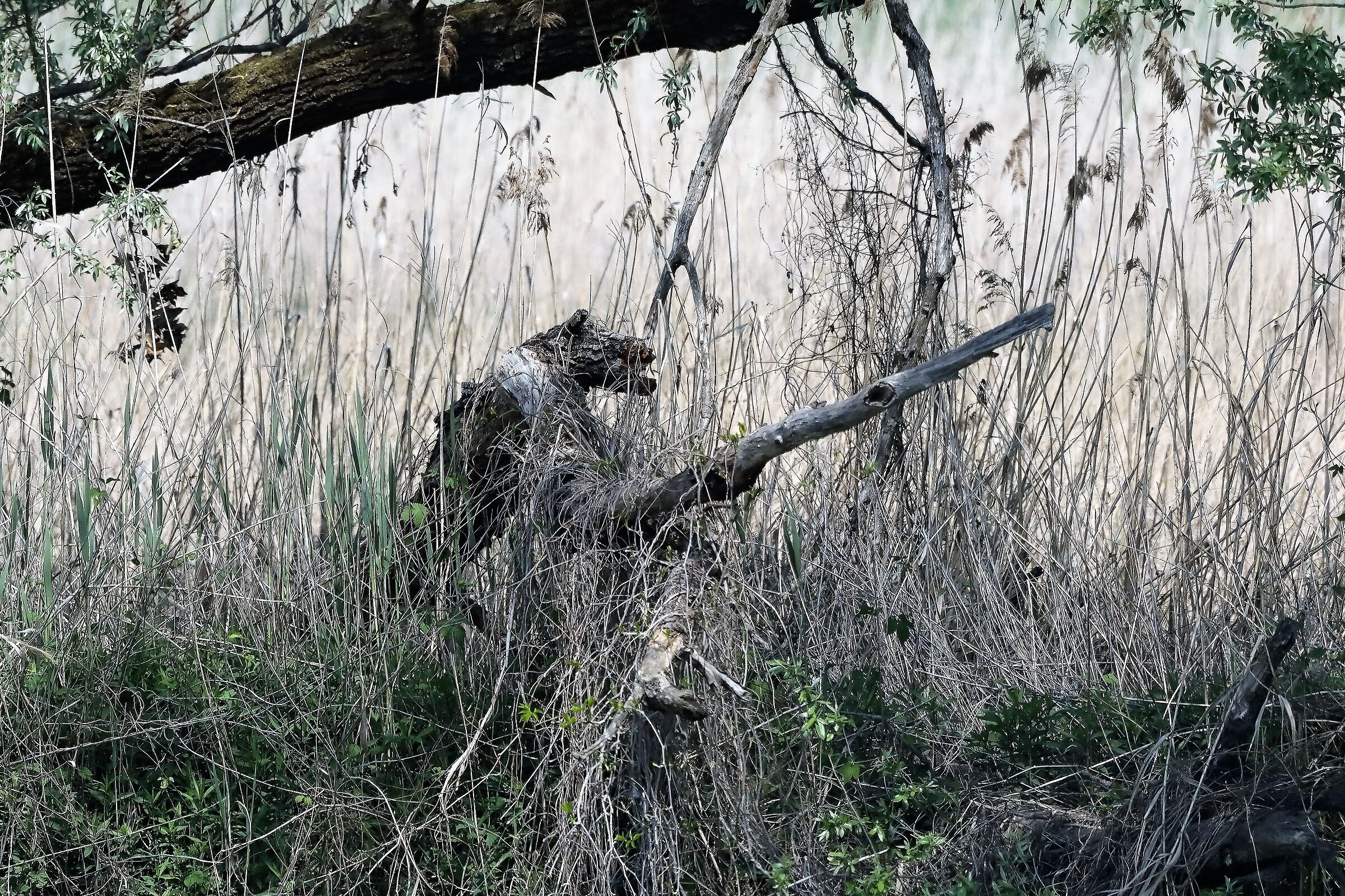 Nel canneto 27-04-2022