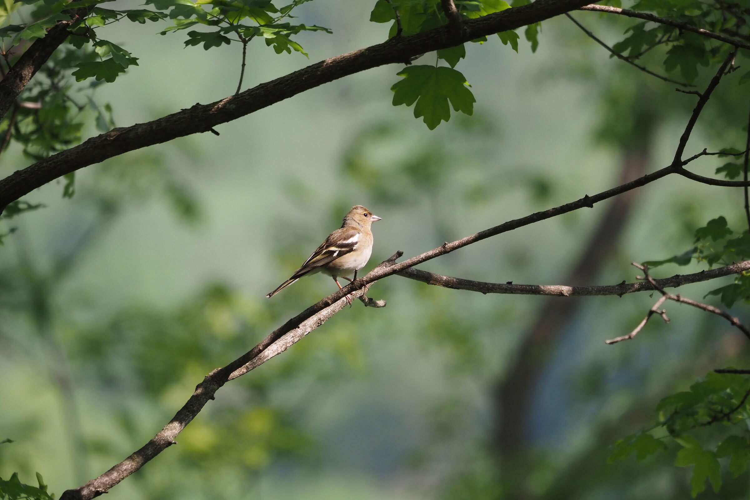 Chaffinch