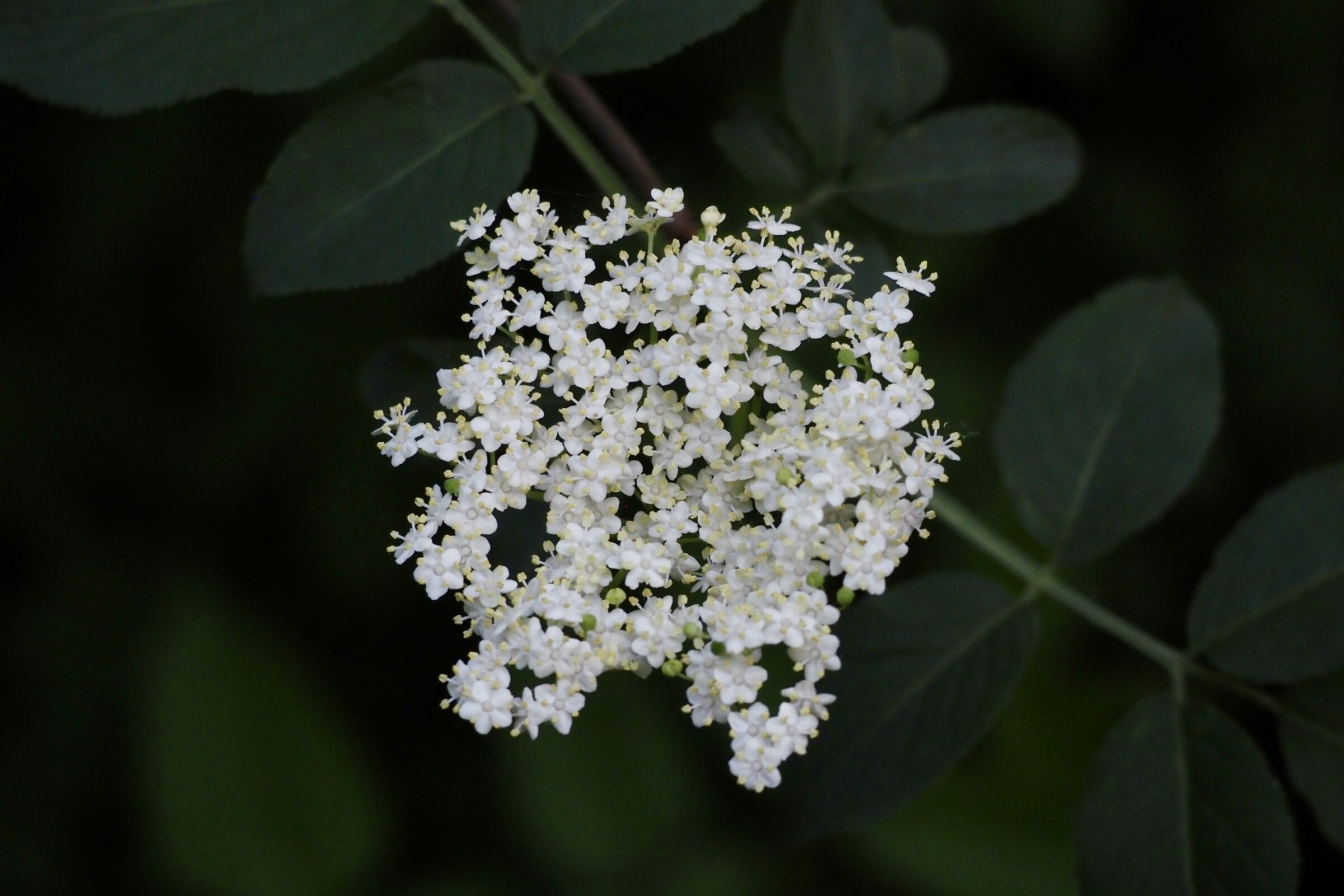 Elderberry