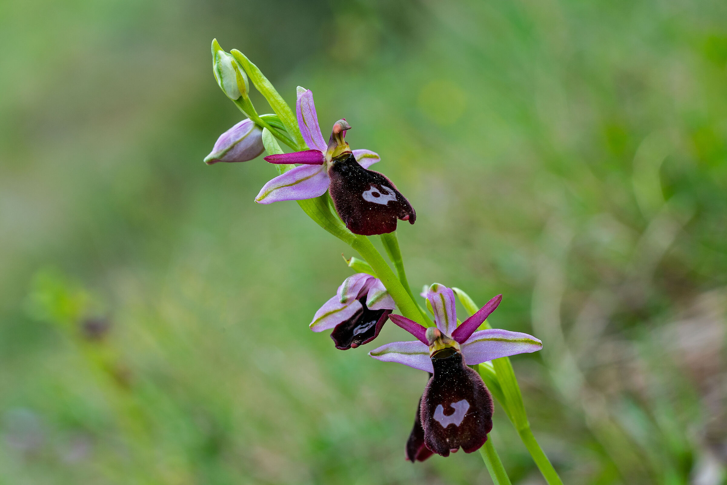 Ophrys bertolonii