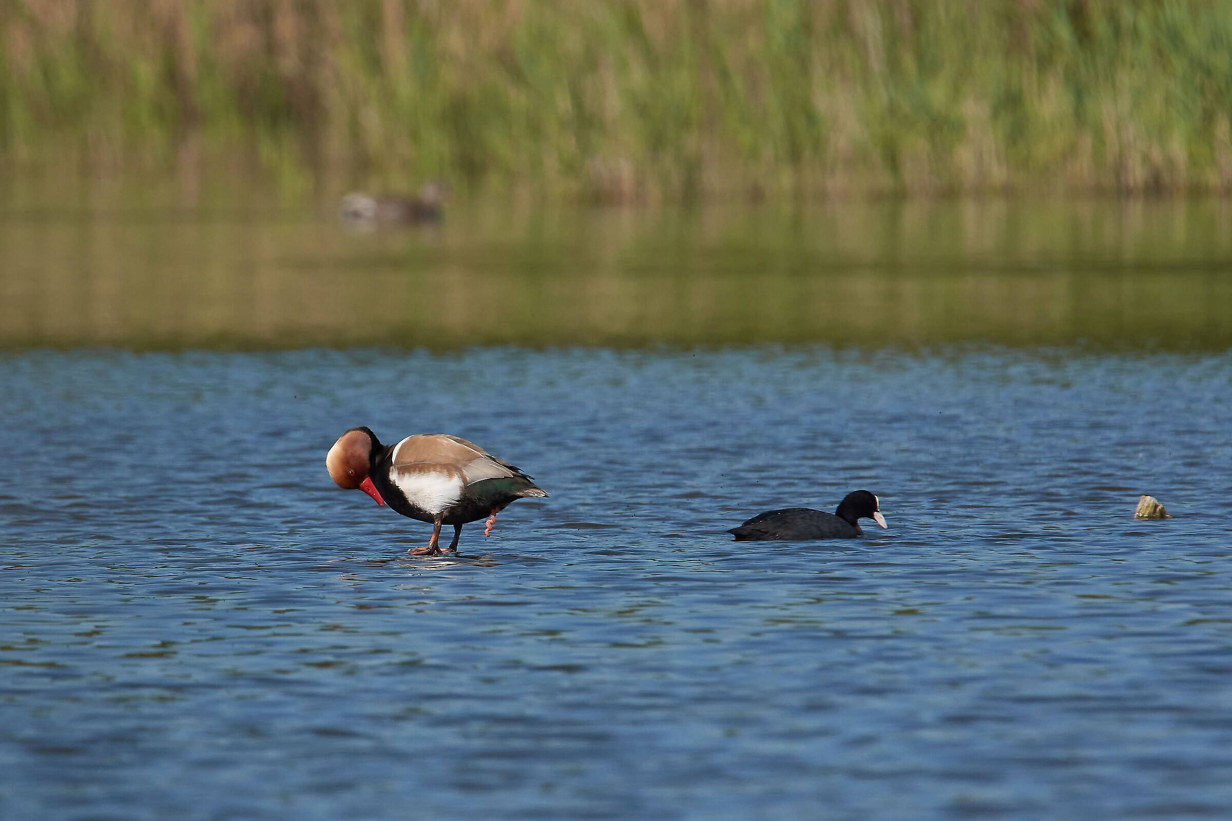 Un Fistione Turco ....."sù di giri"......