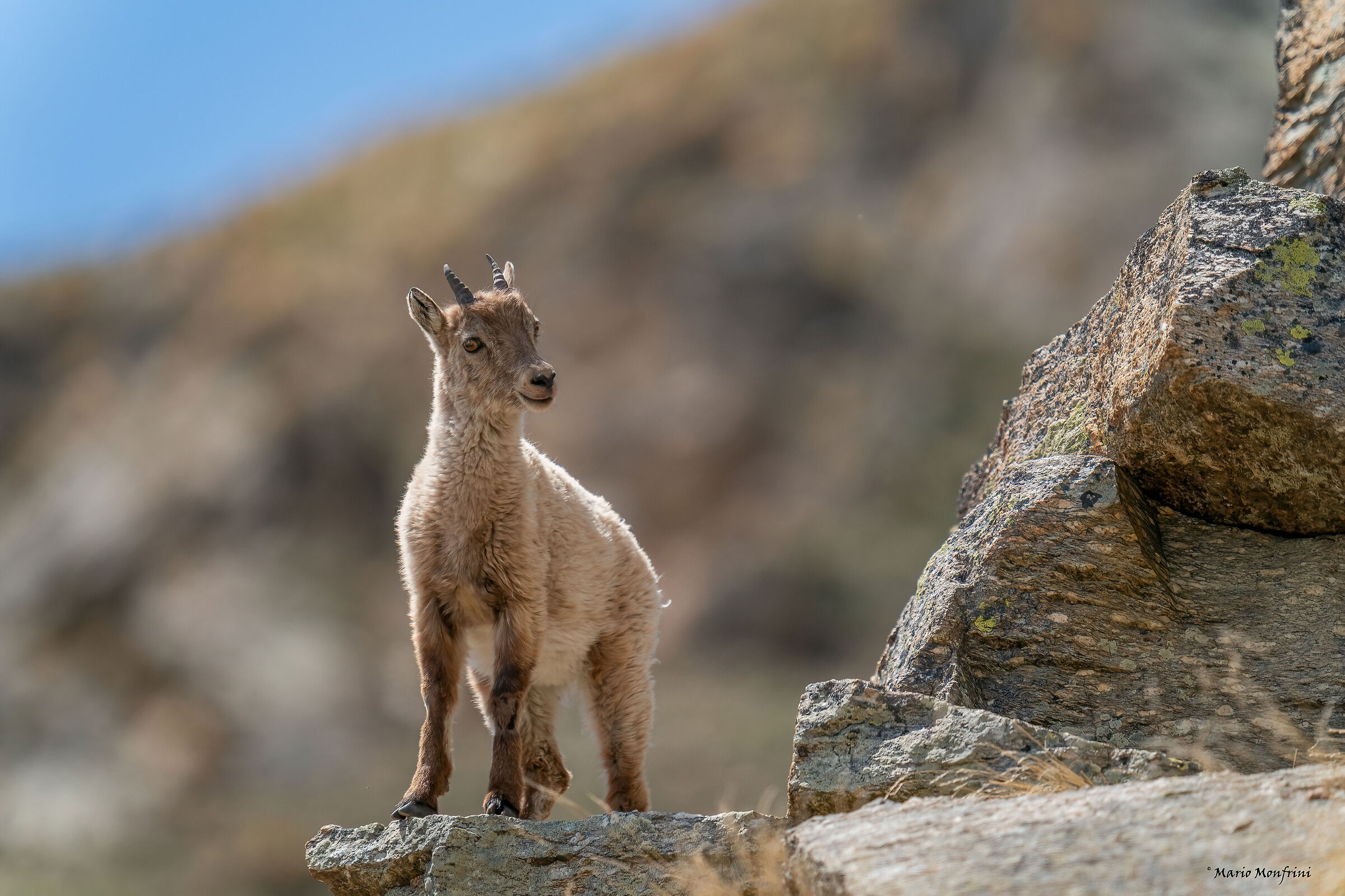 Young ibex