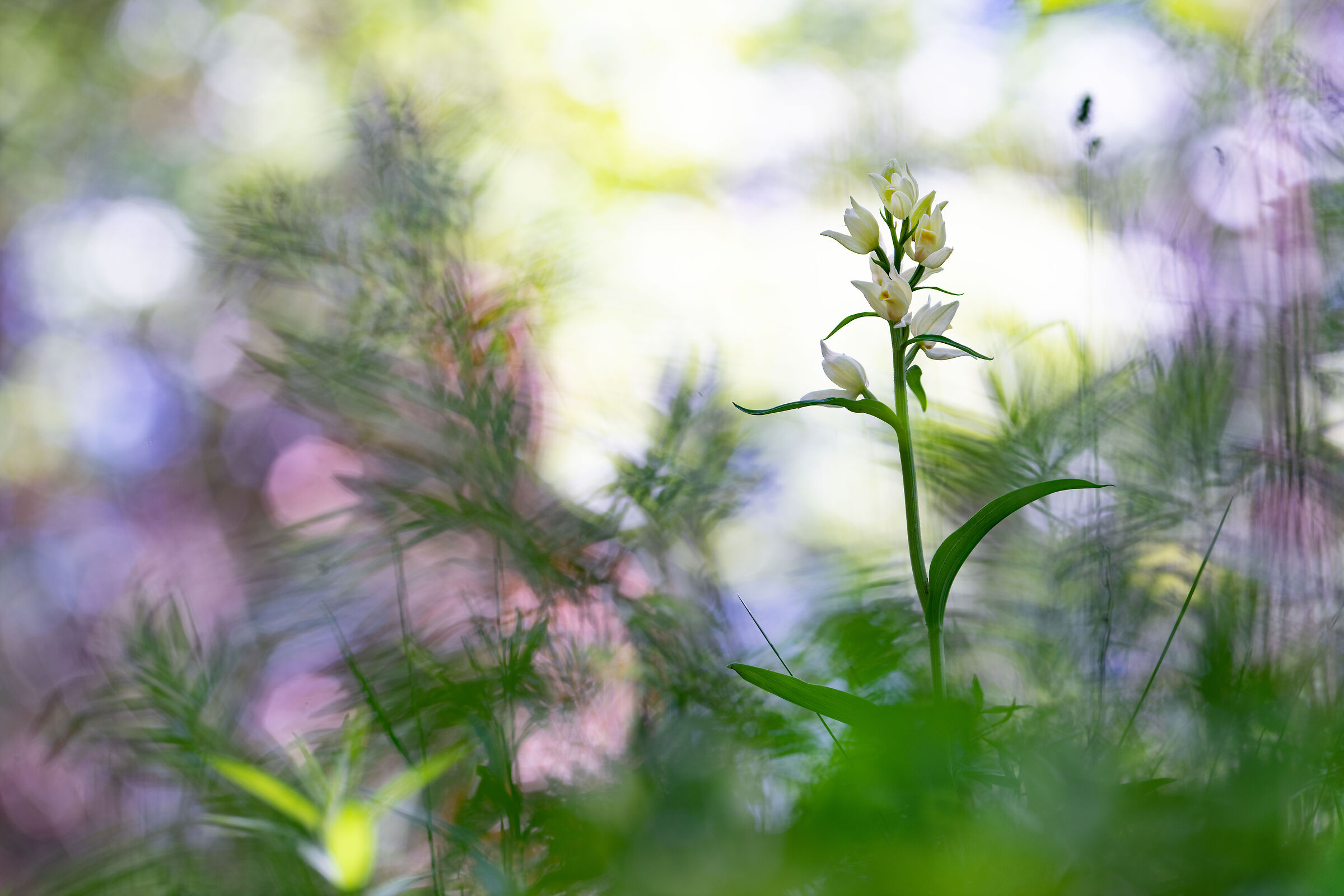 Cephalanthera longifolia