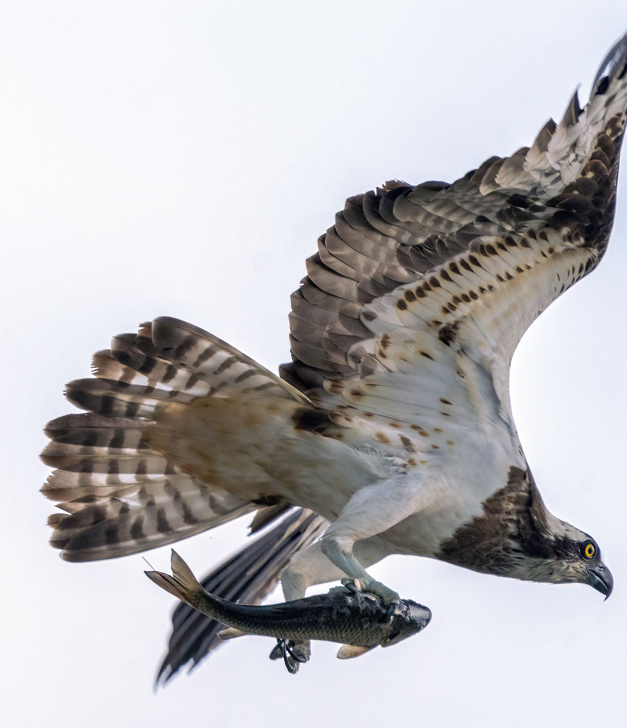 Osprey with prey