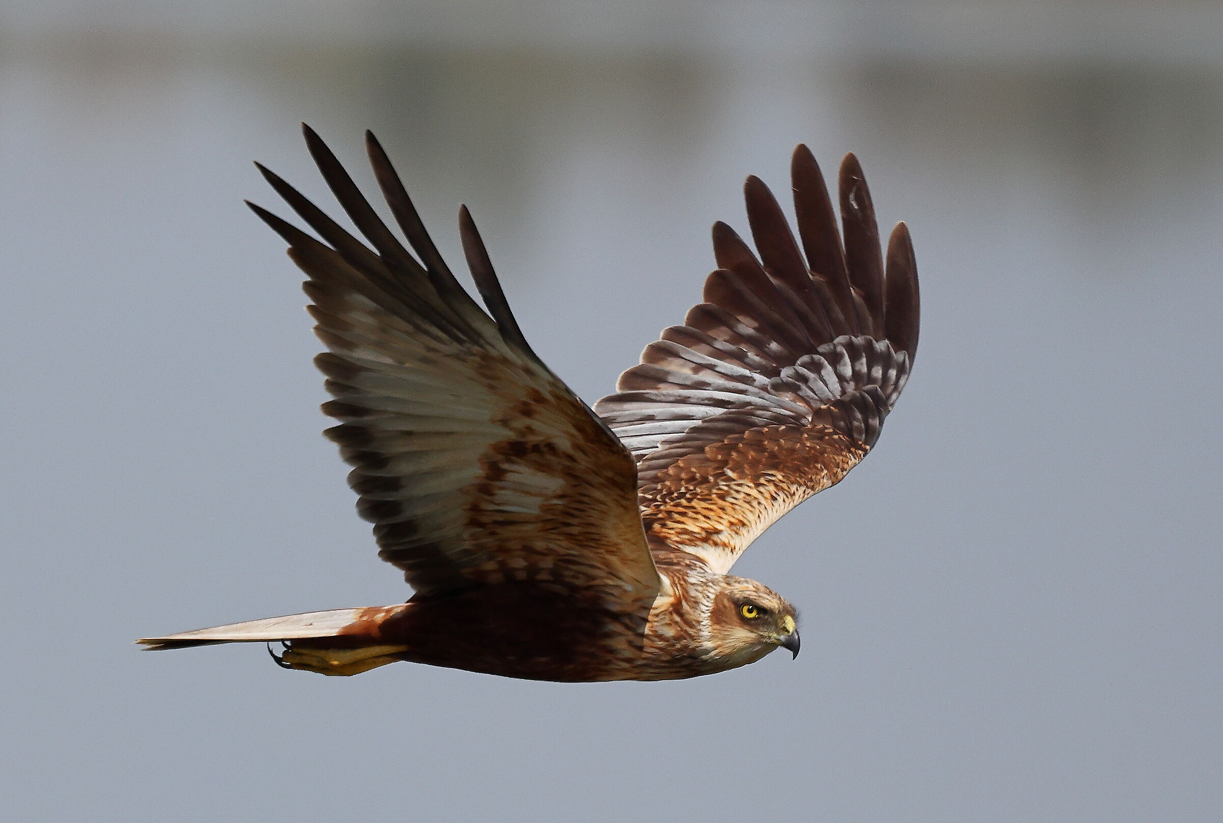 Female harrier.