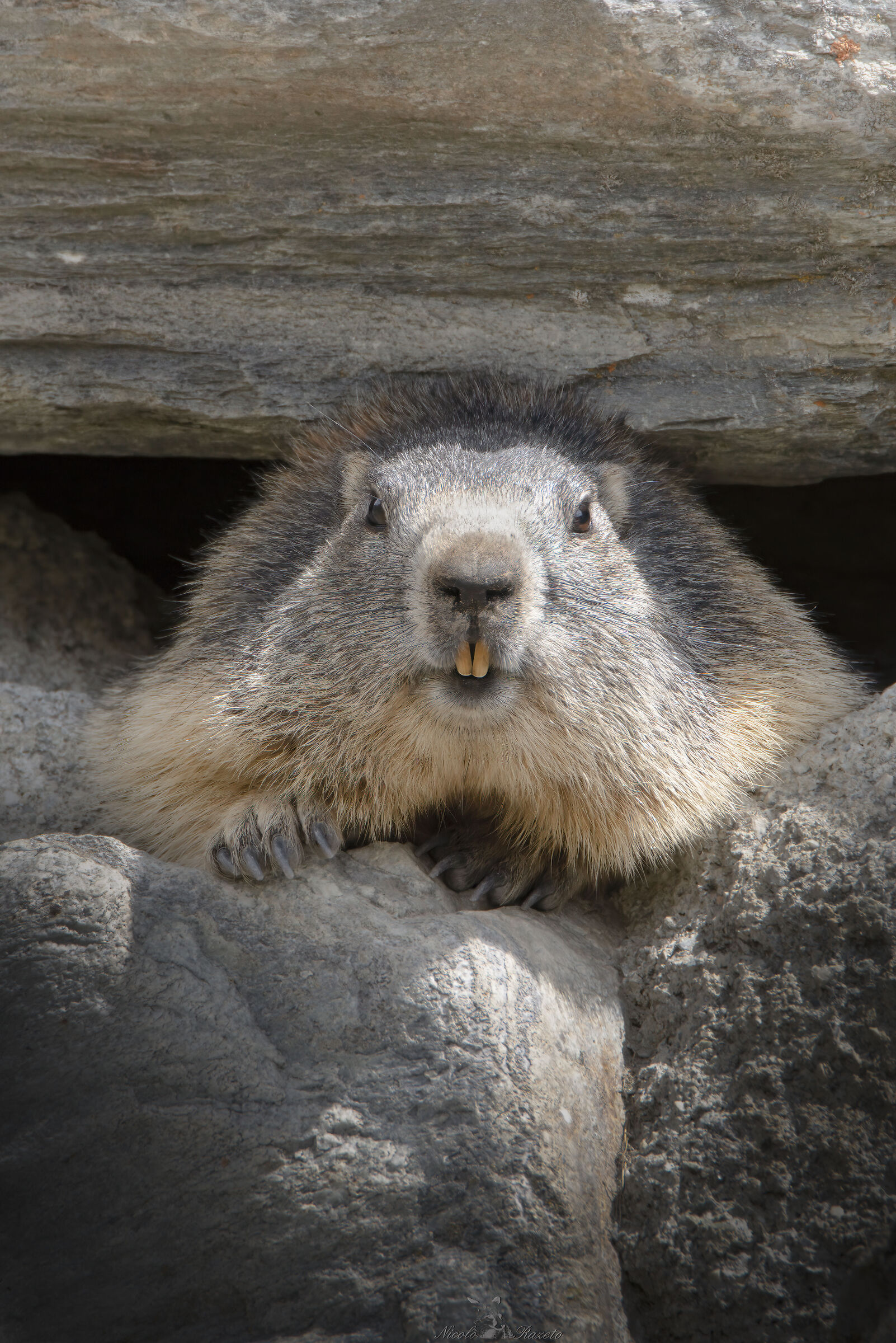 Marmotta