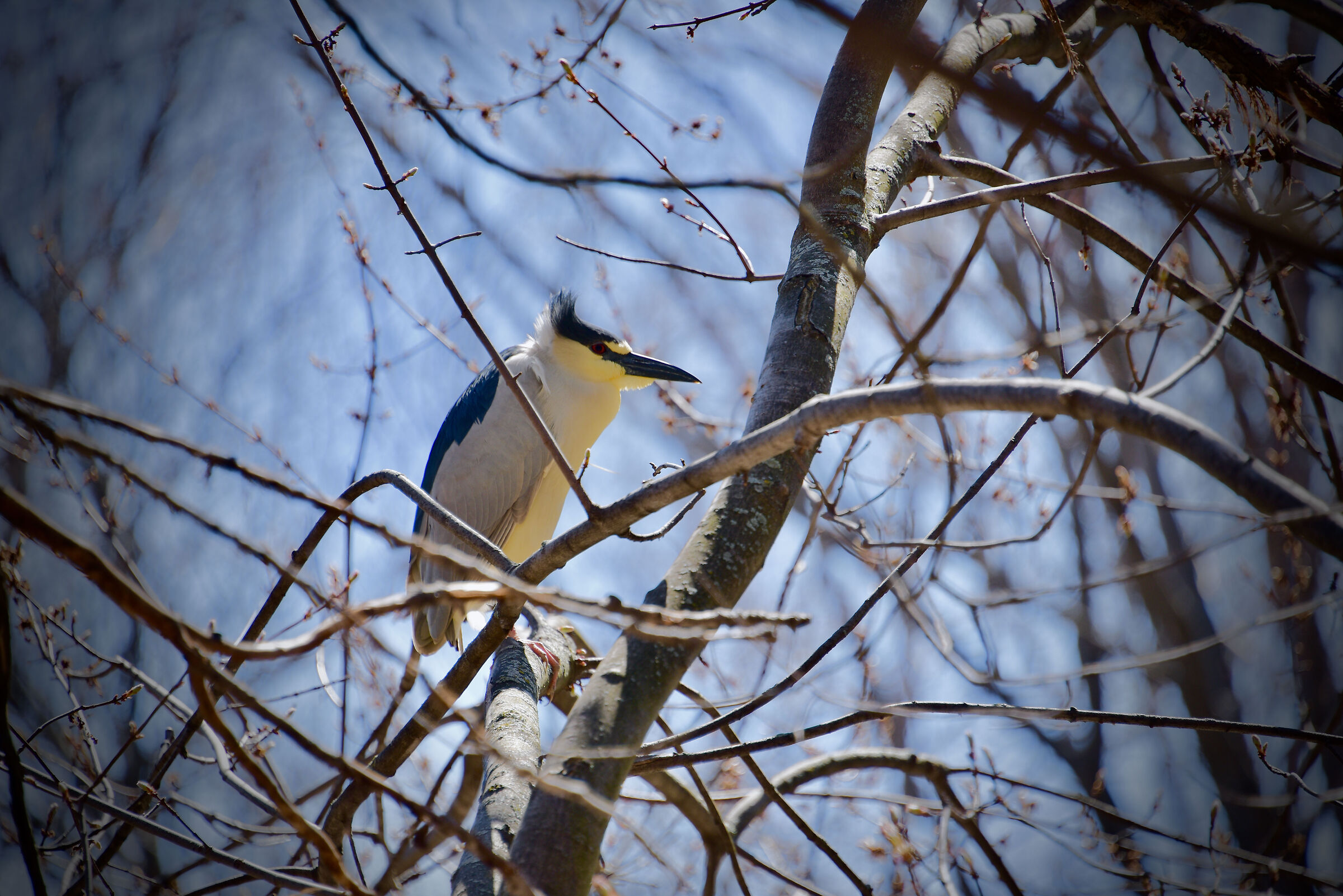 Through the branches..Bihoreau..very rare in Quebec