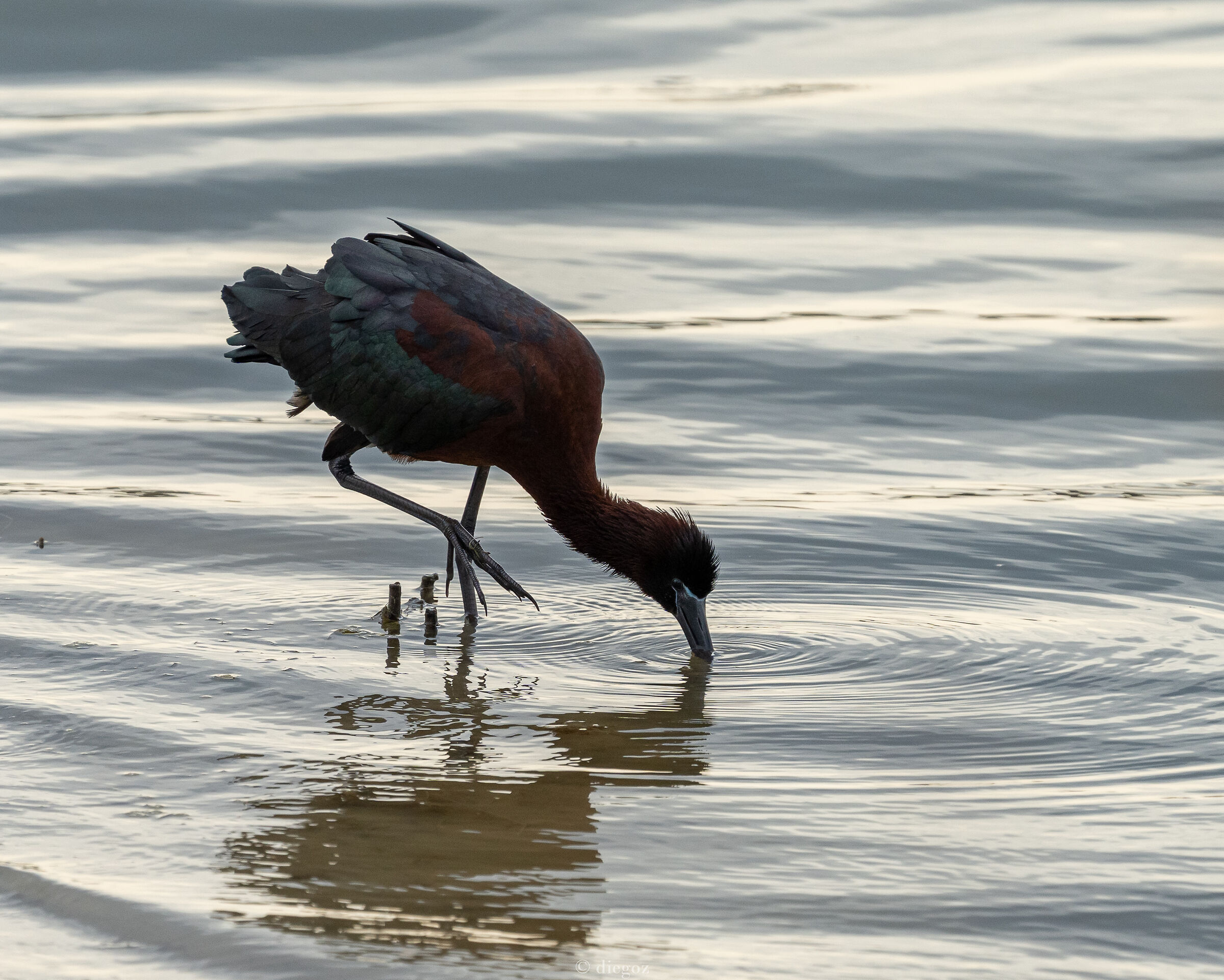 Glossy ibis