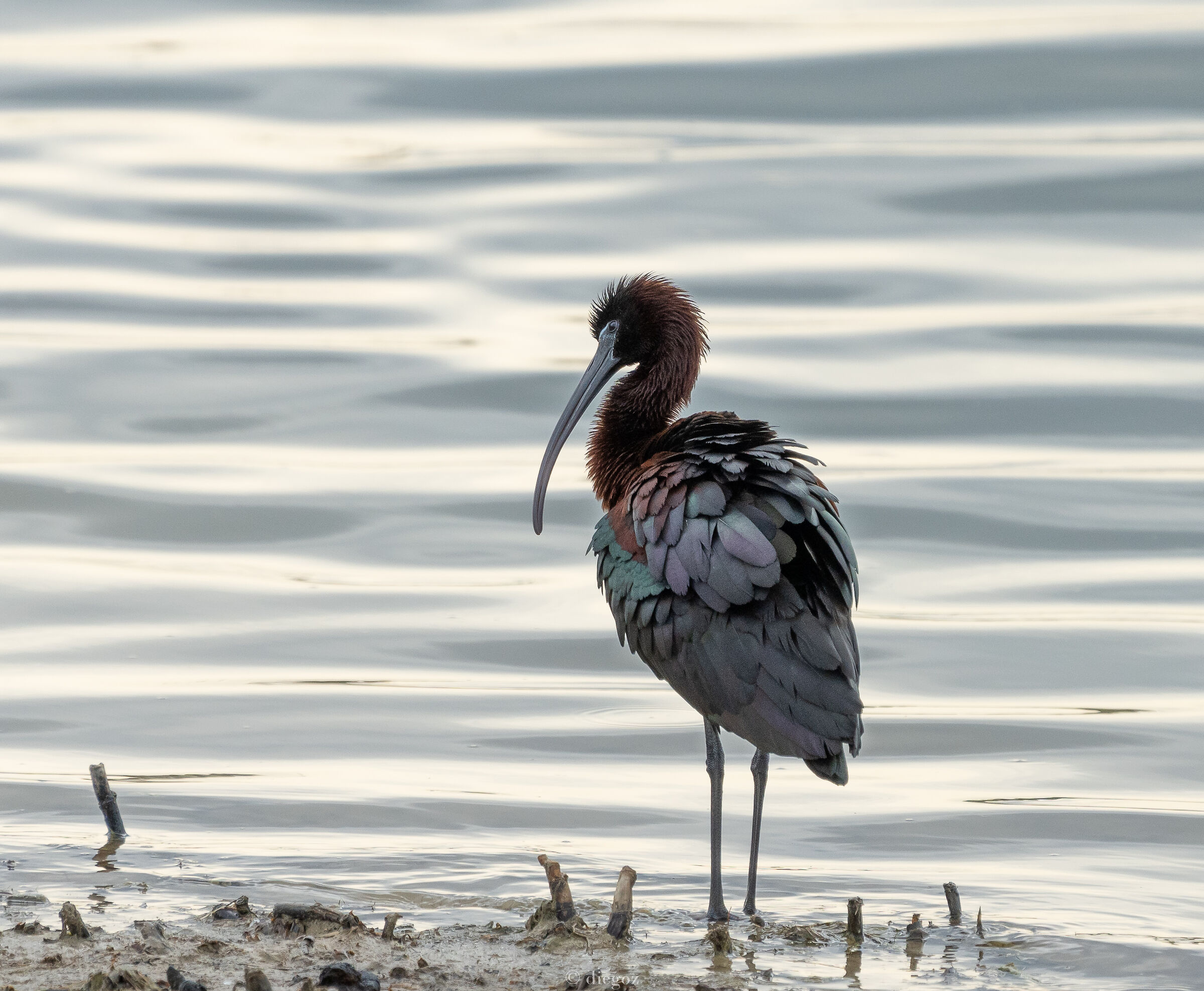 Glossy ibis