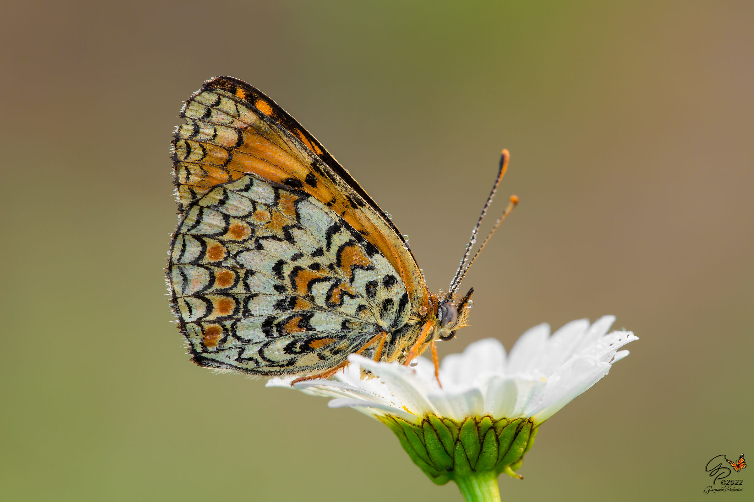M come....melitaea e margherita