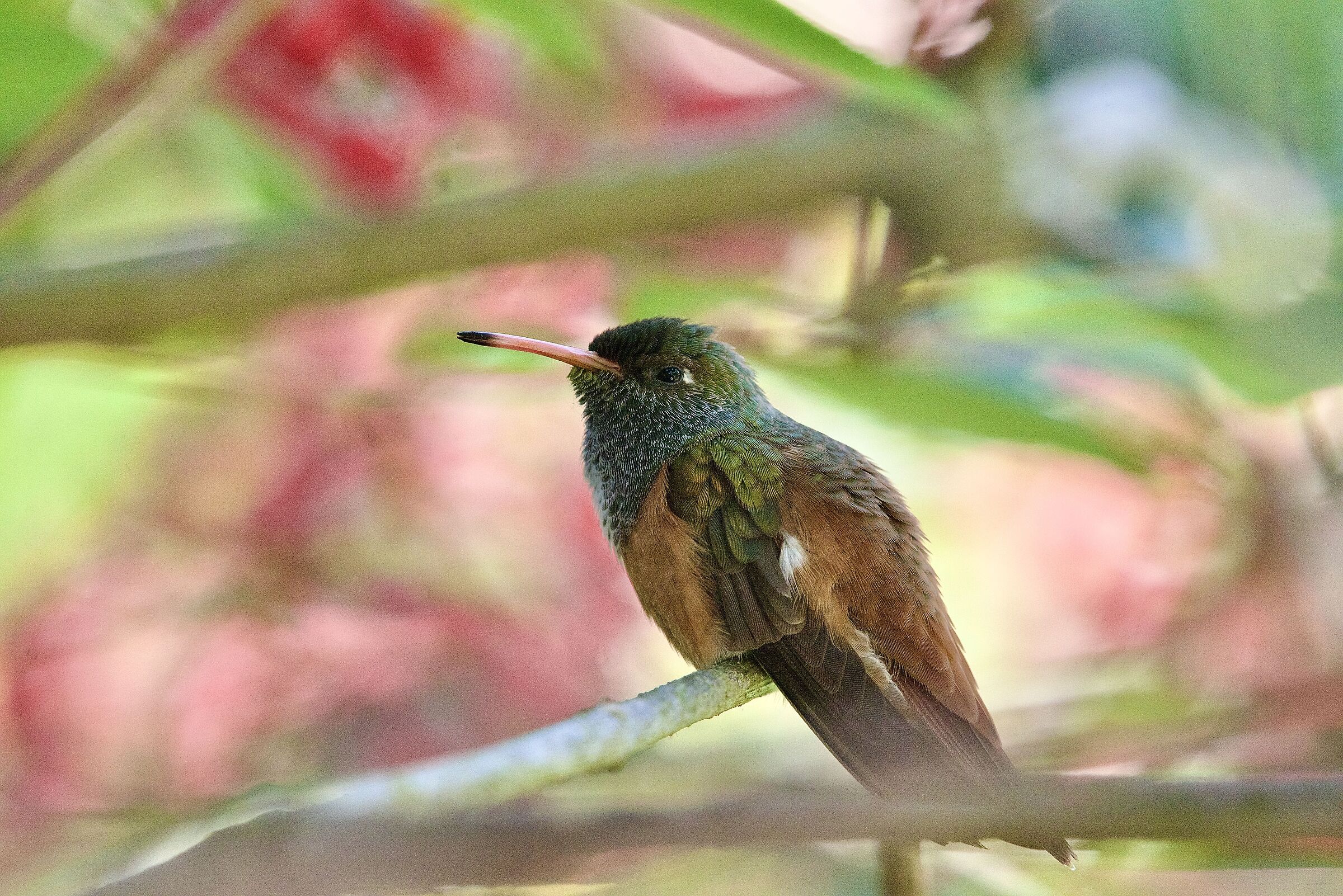 Hummingbird Amazilla