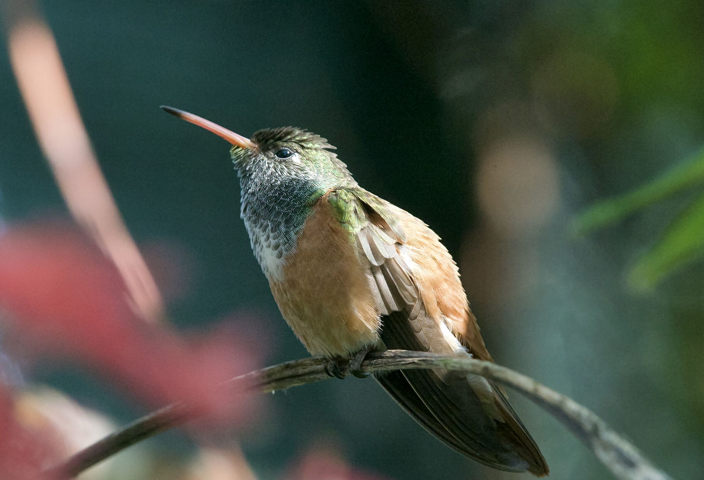 Hummingbird Amazilia 2