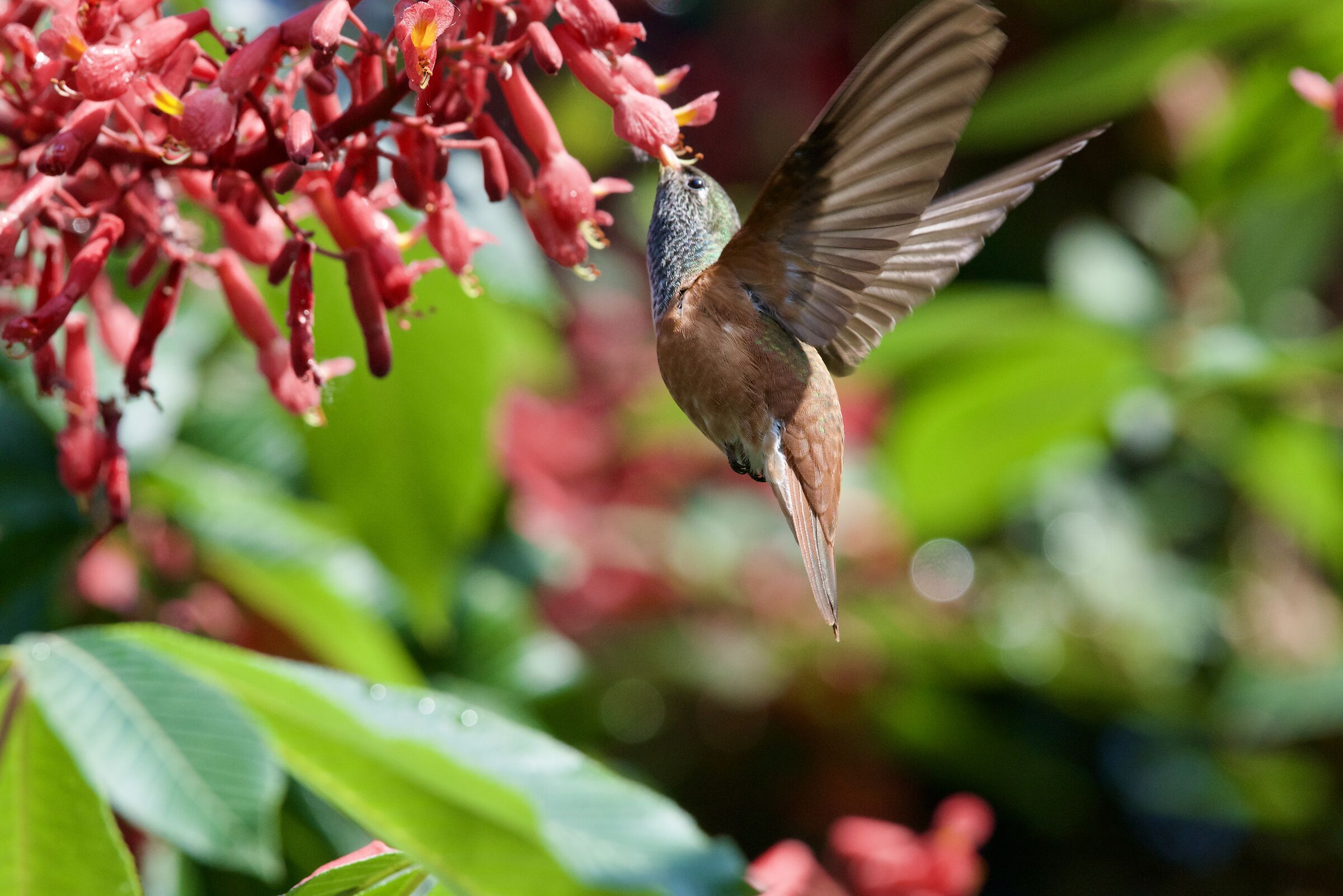 Hummingbird Amazilia 3