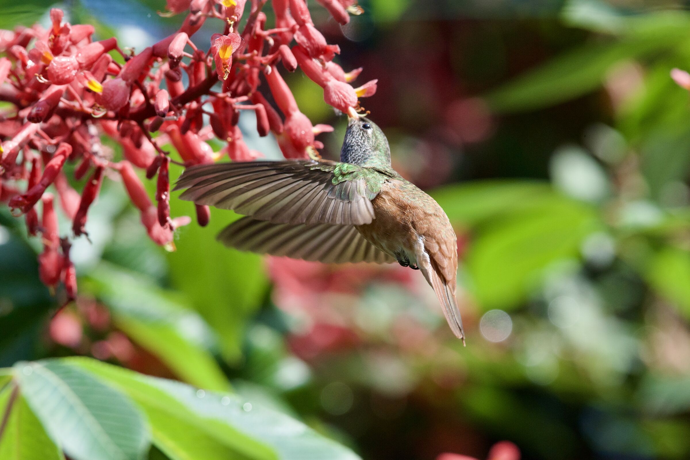 Hummingbird Amazilia 4