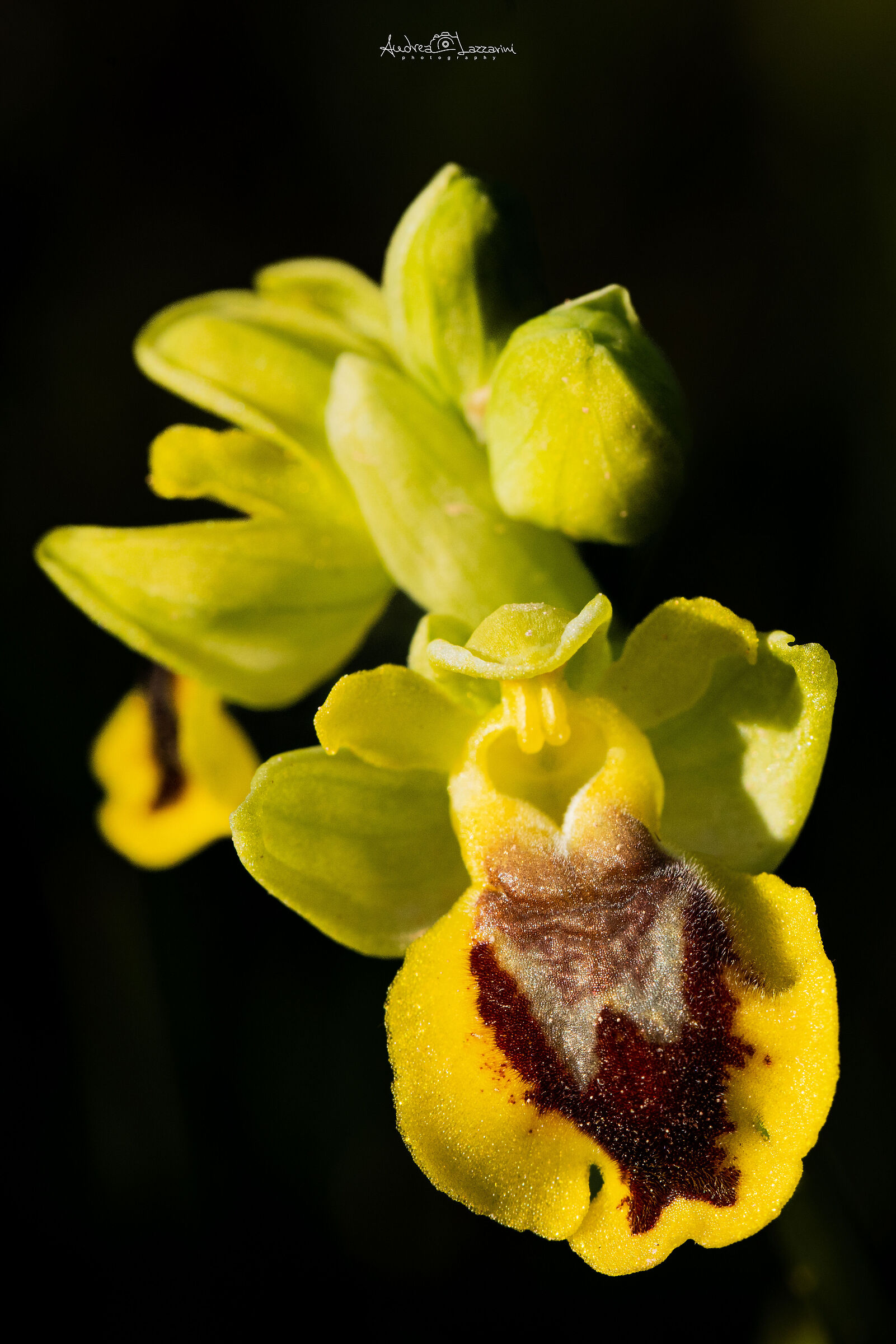 Ophrys Lutea