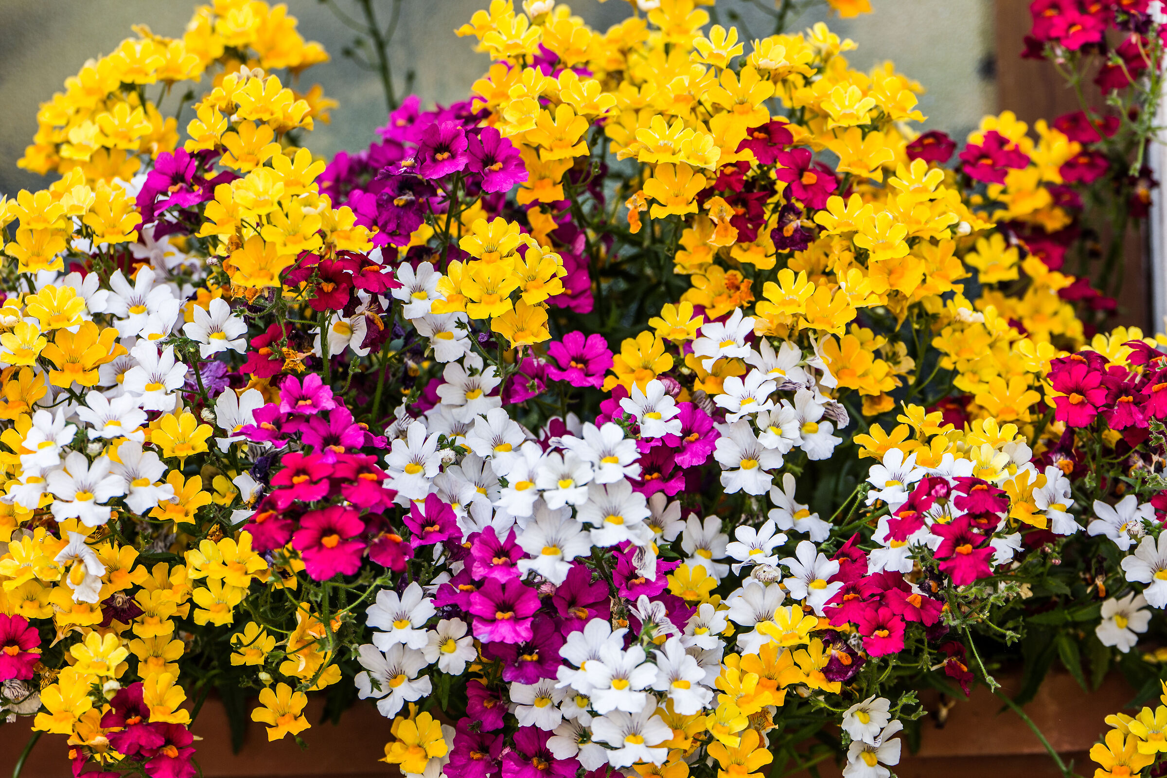 colori
