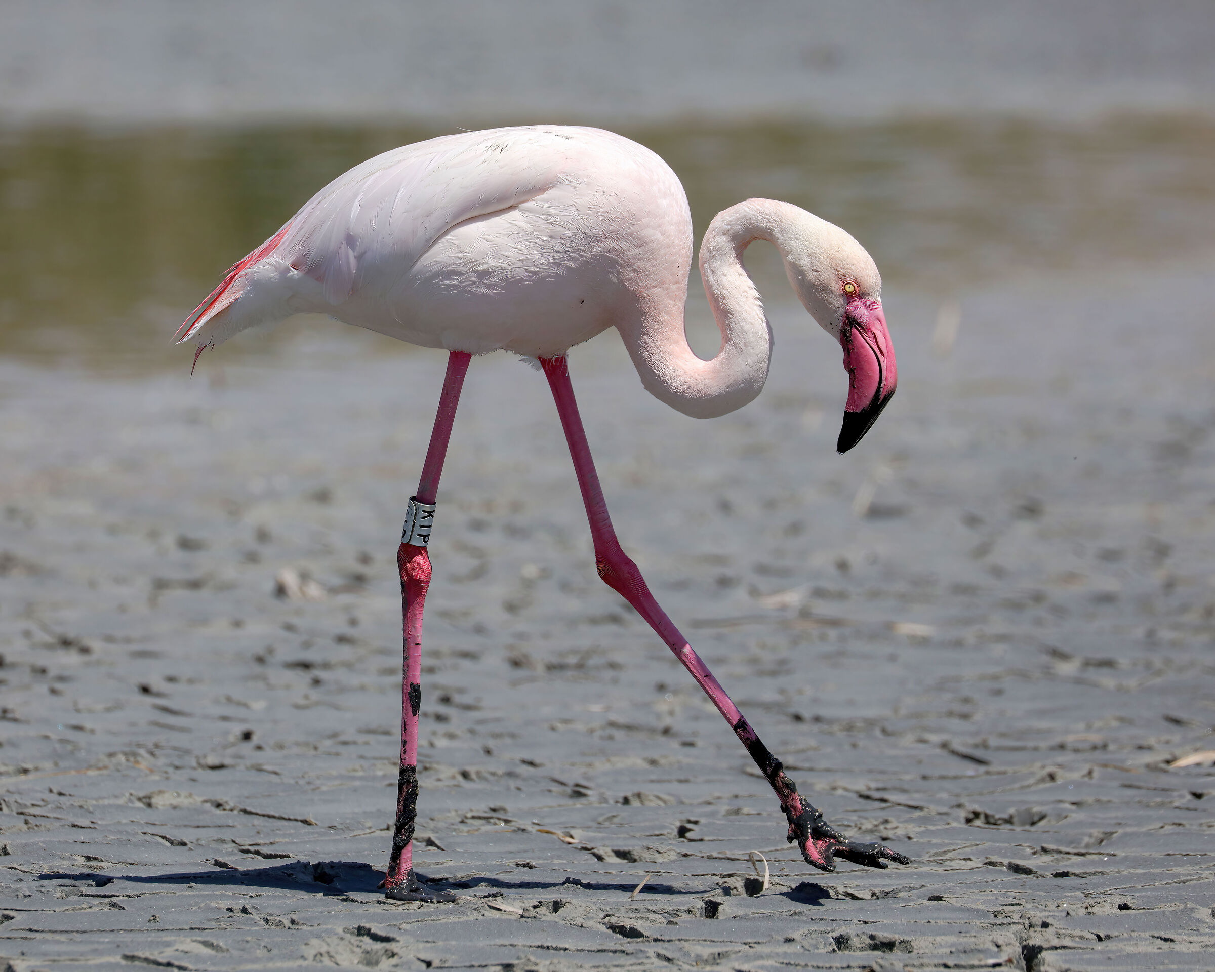 Kip the oldest flamingo in Molentargius Park