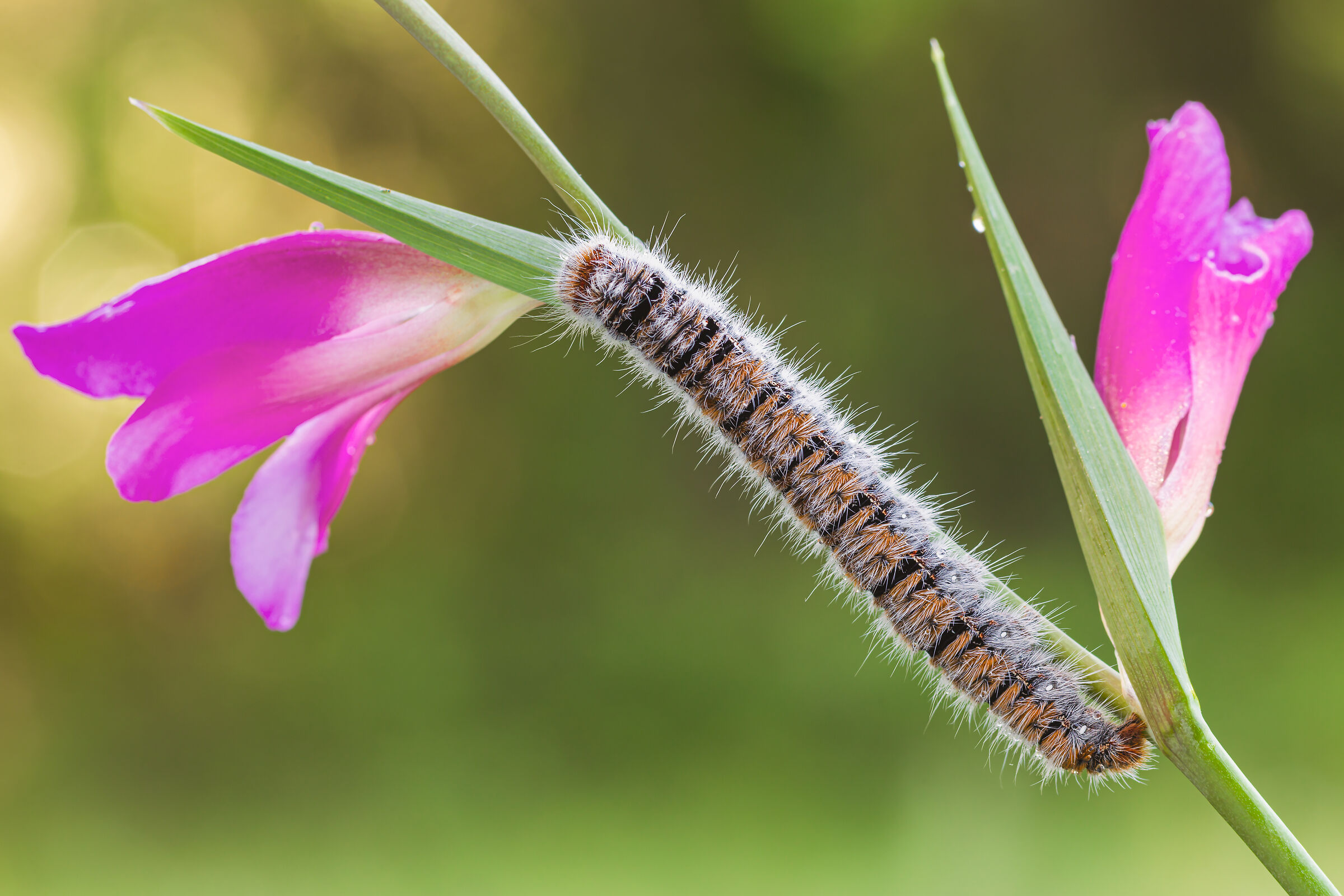 Caterpillar Lasiocampa