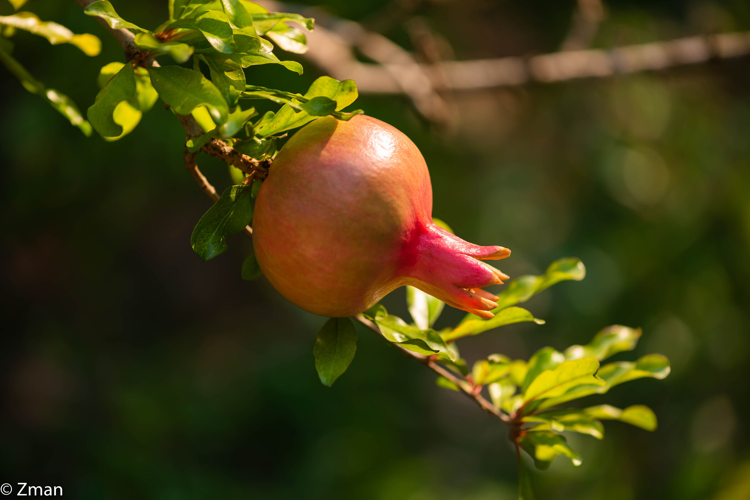 Pomegranate