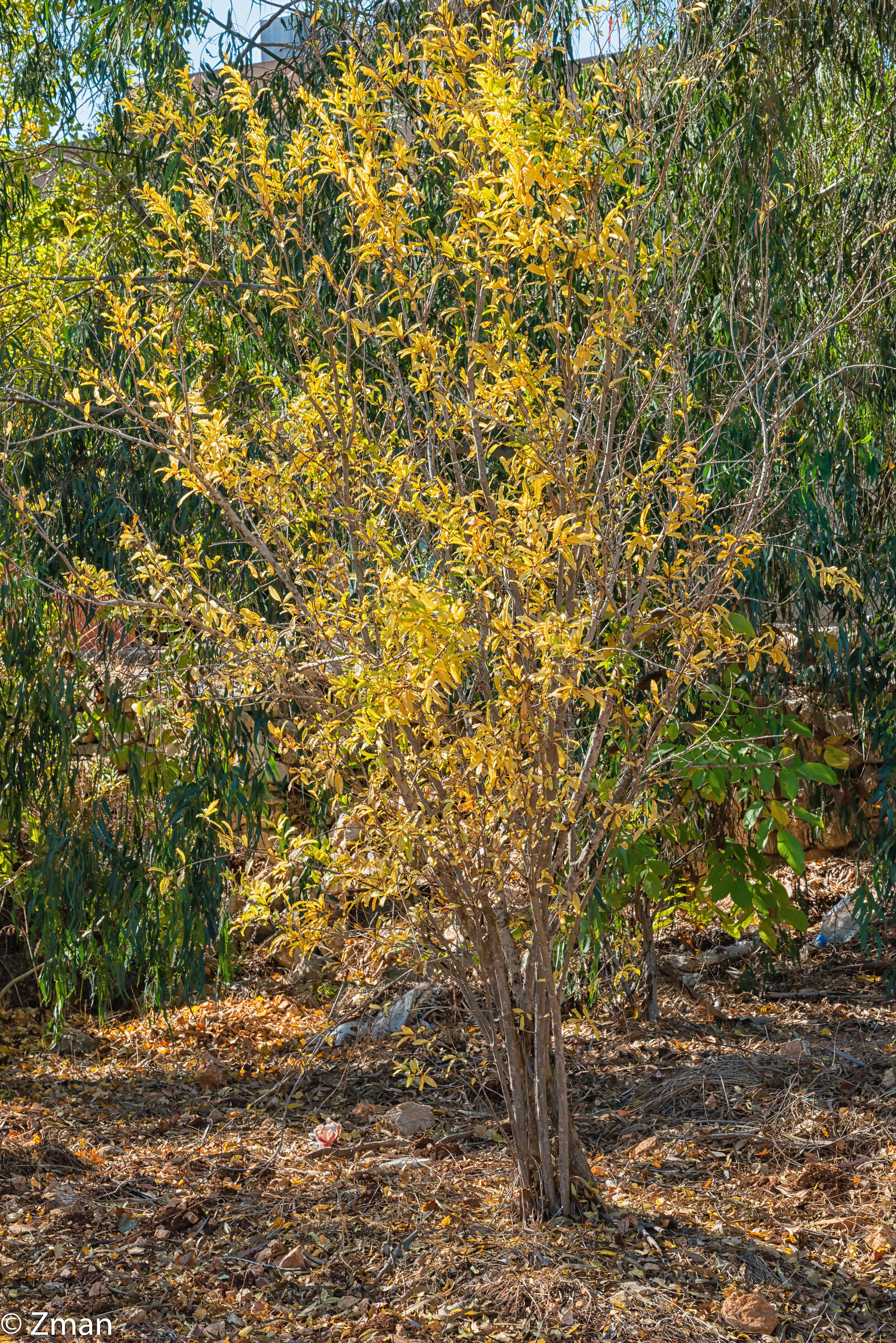 Pomegranate Tree