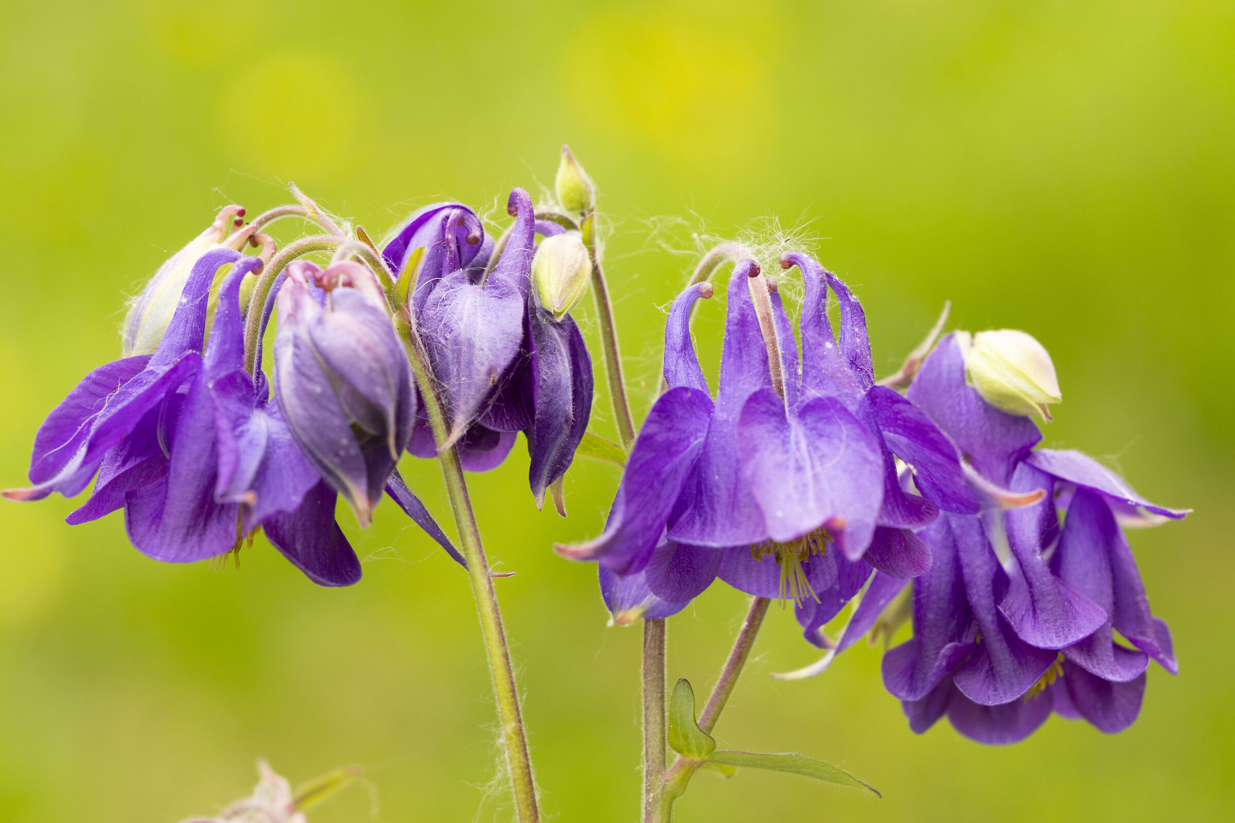 Columbine
