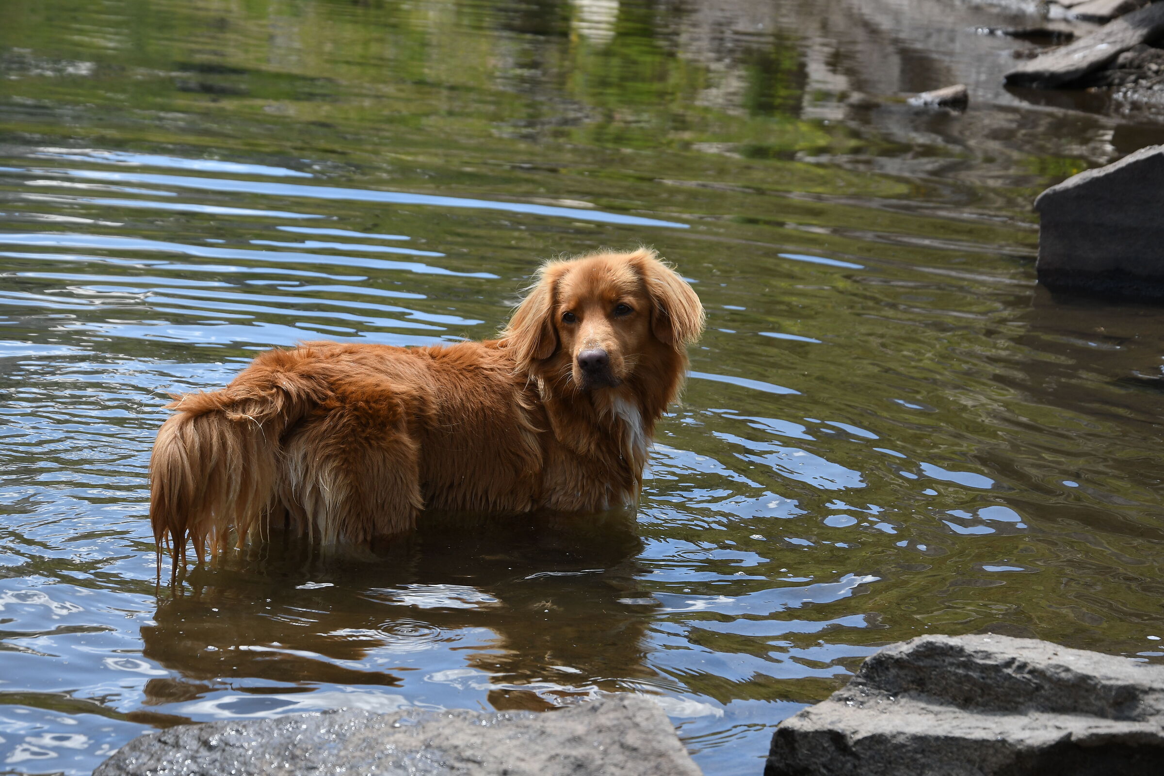 freschezza cristallina