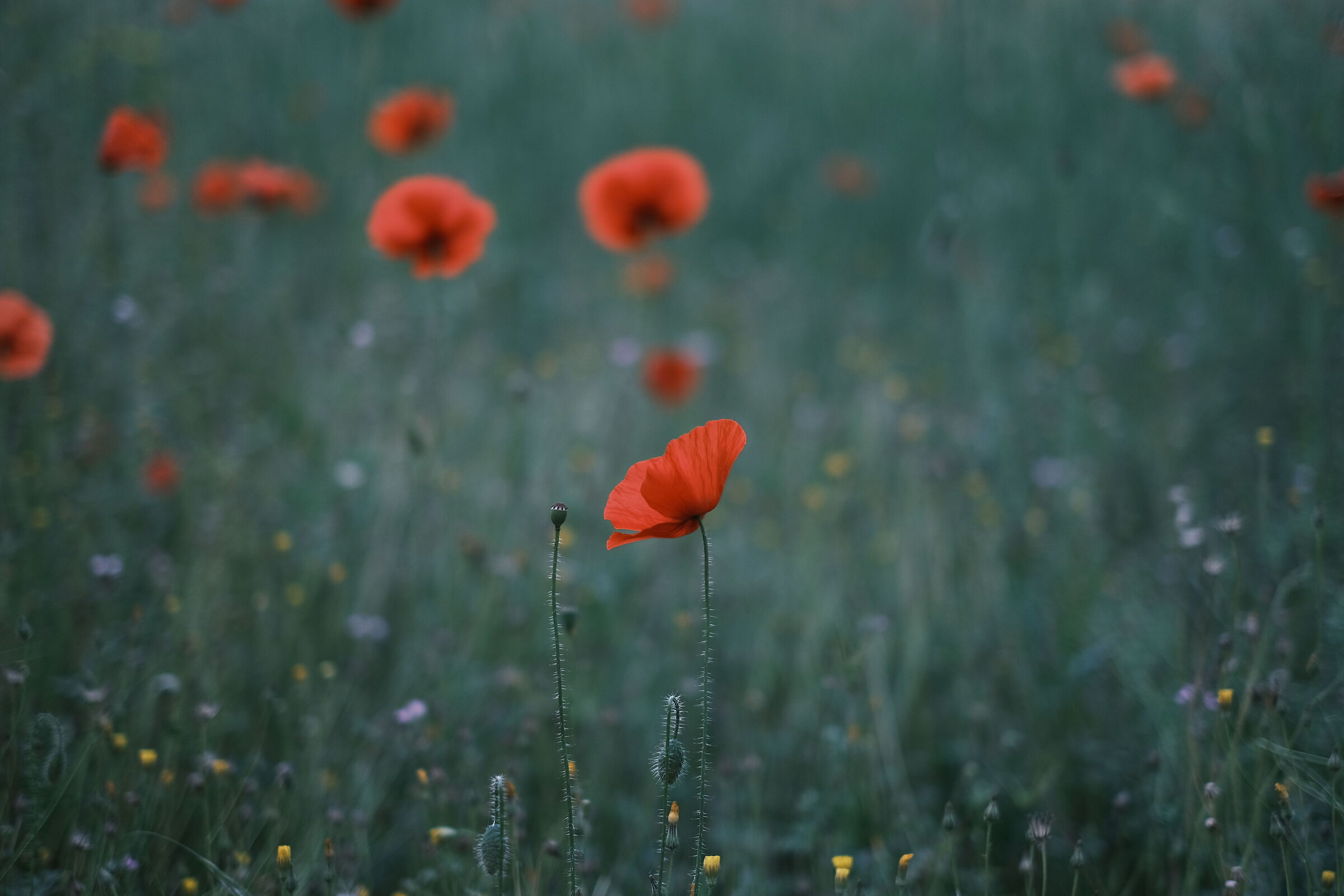Giardino condominiale