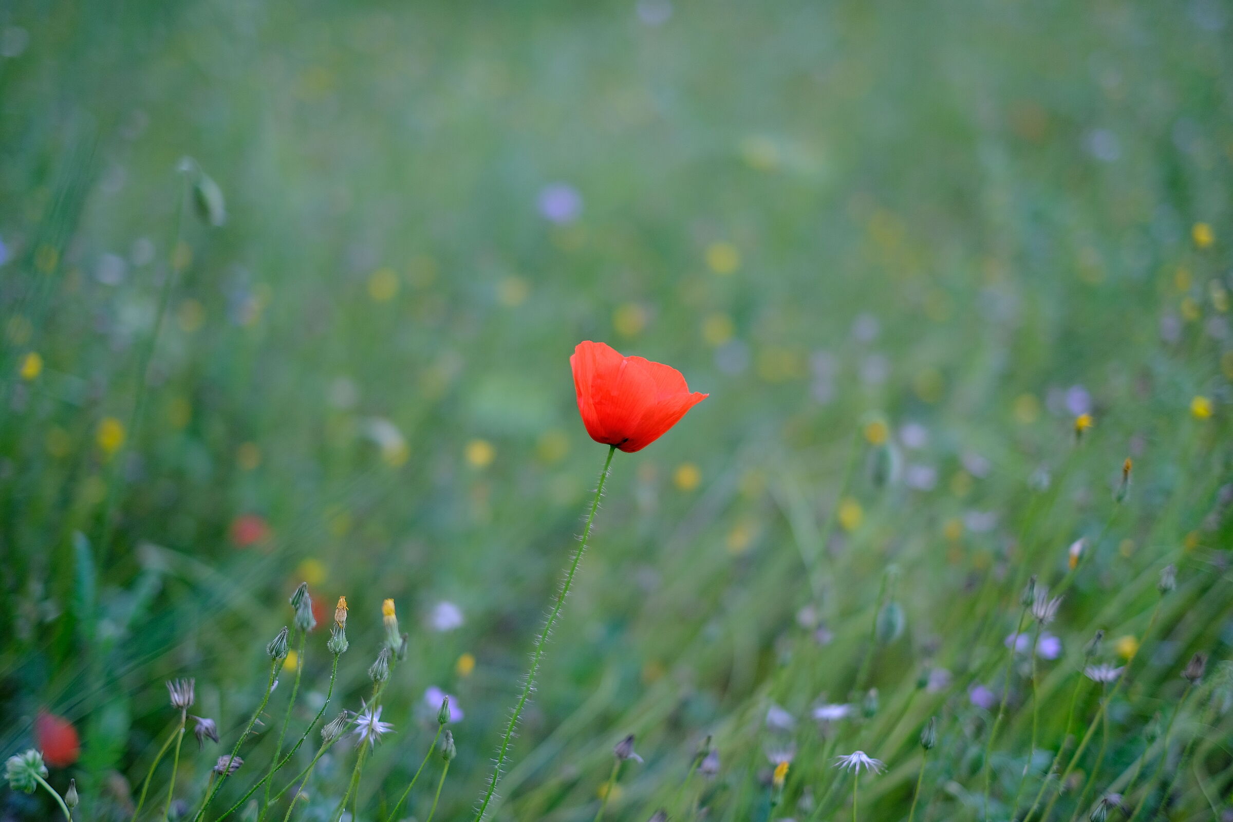 Giardino condominiale