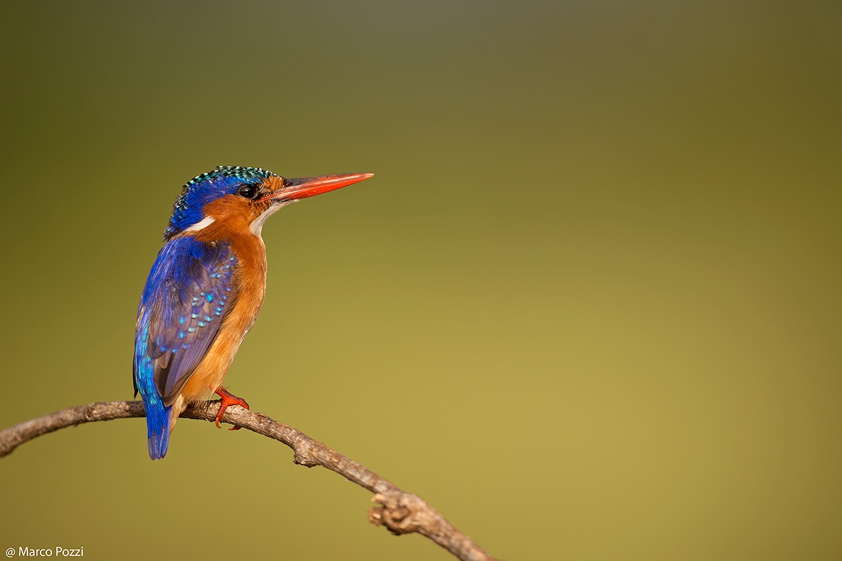 Malachite Kingfisher