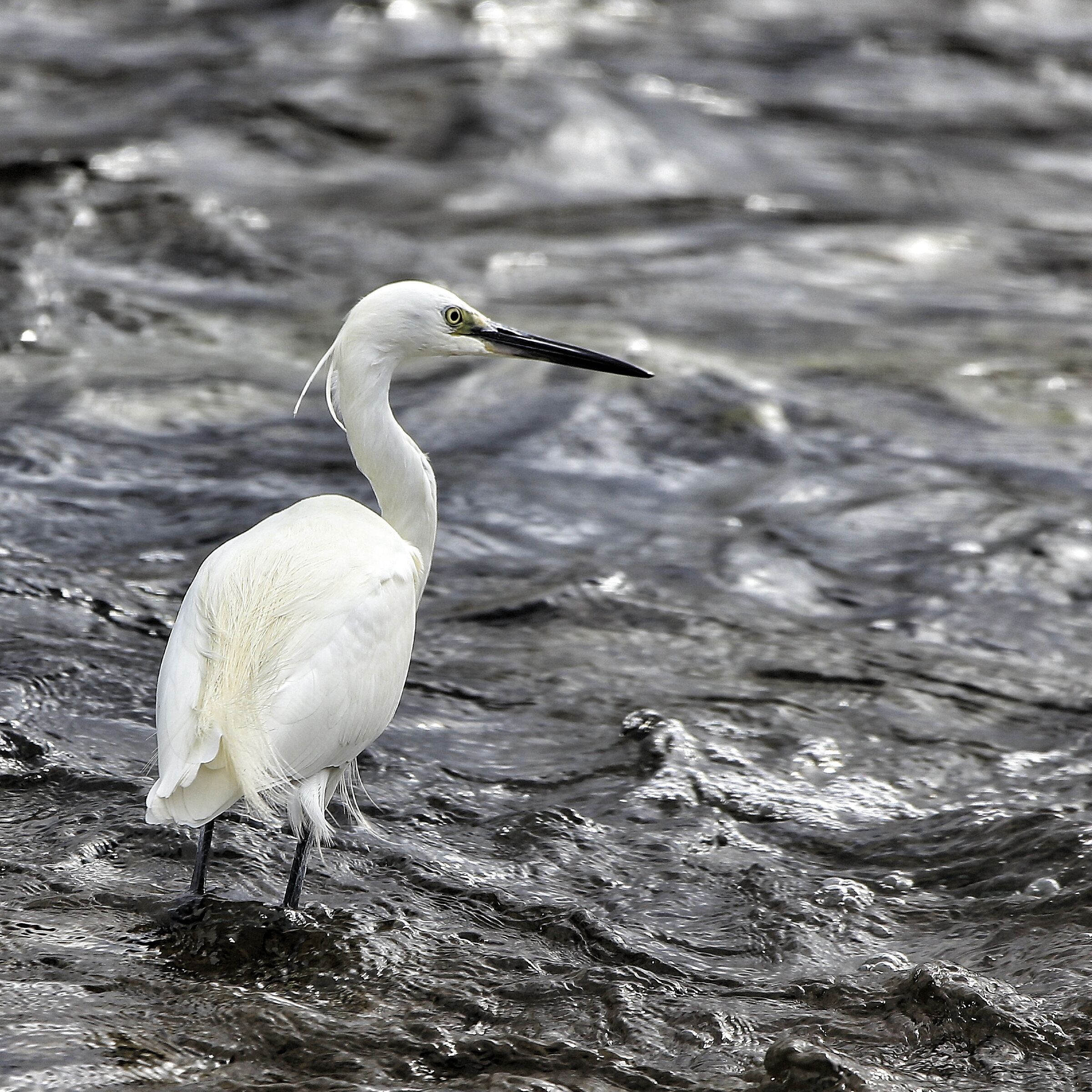 Sea Egret