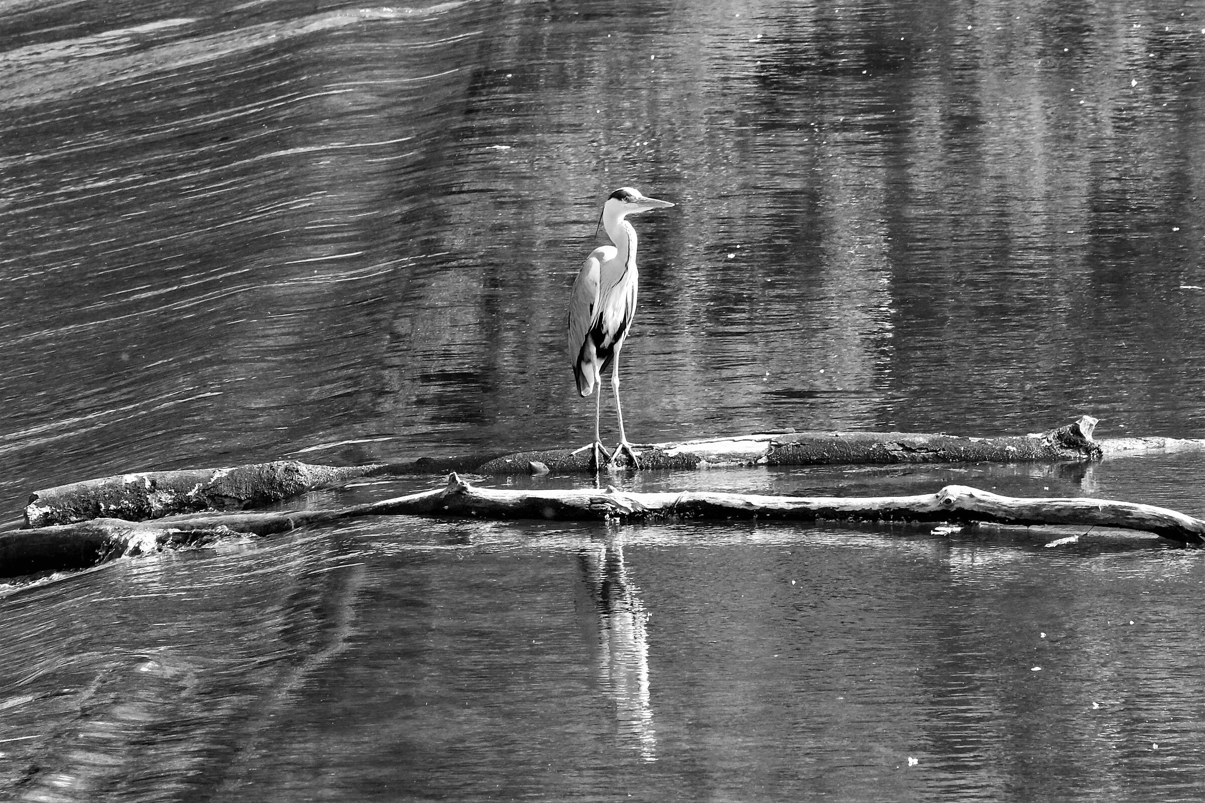 Grey heron