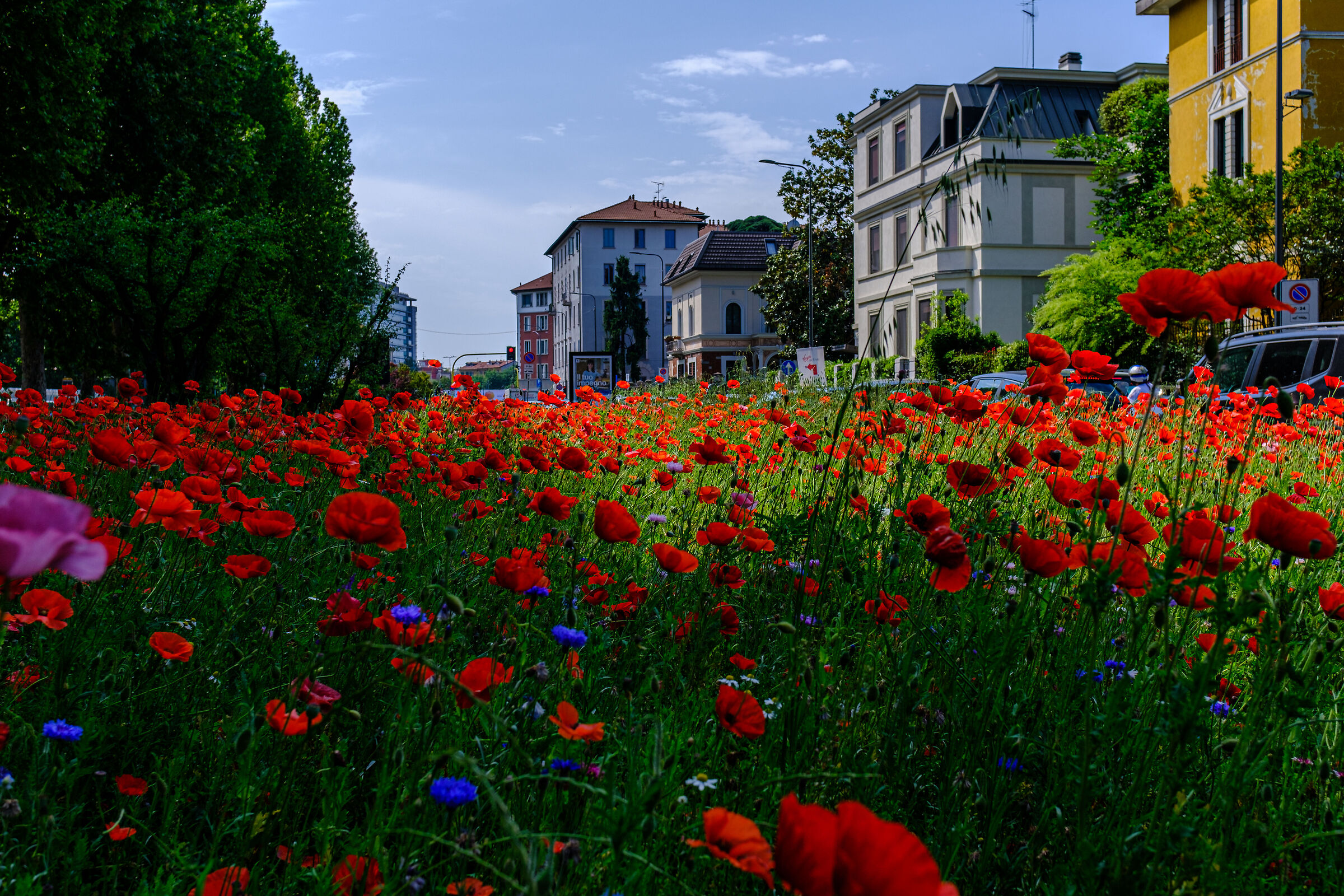 Papaveri a Milano