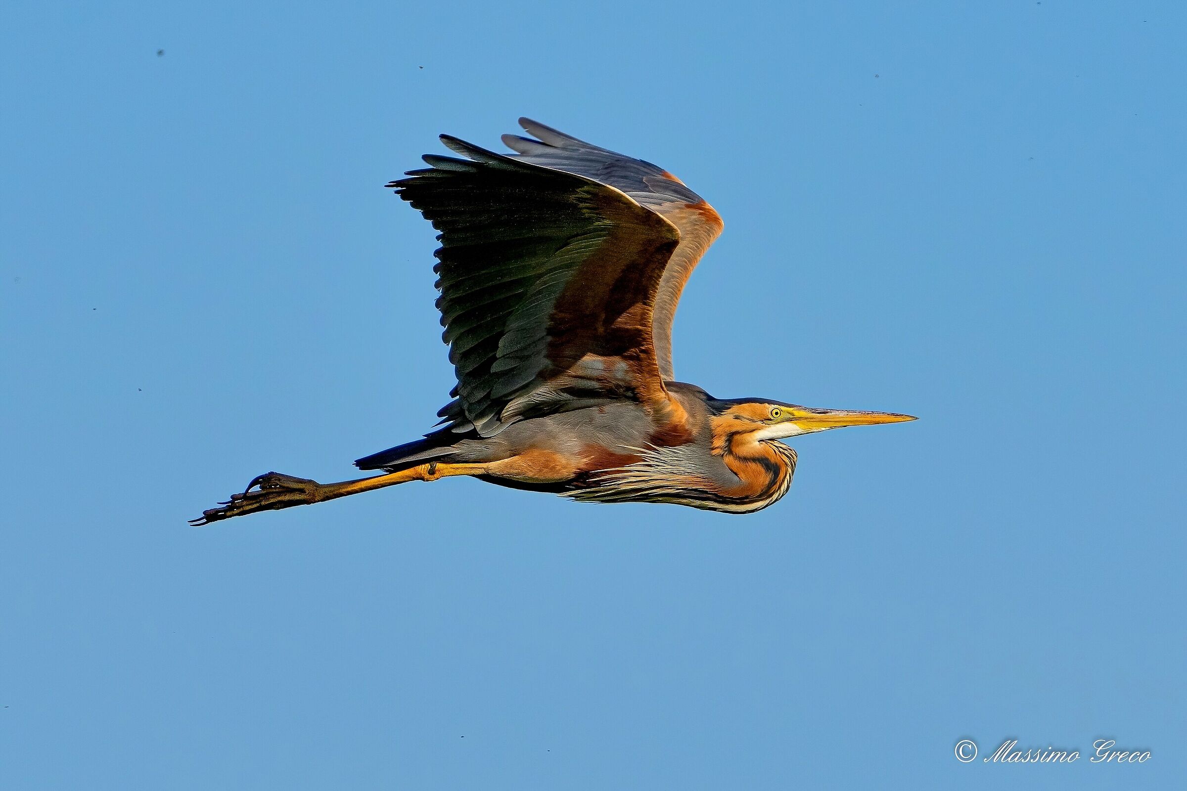 Airone rosso (Ardea purpurea)