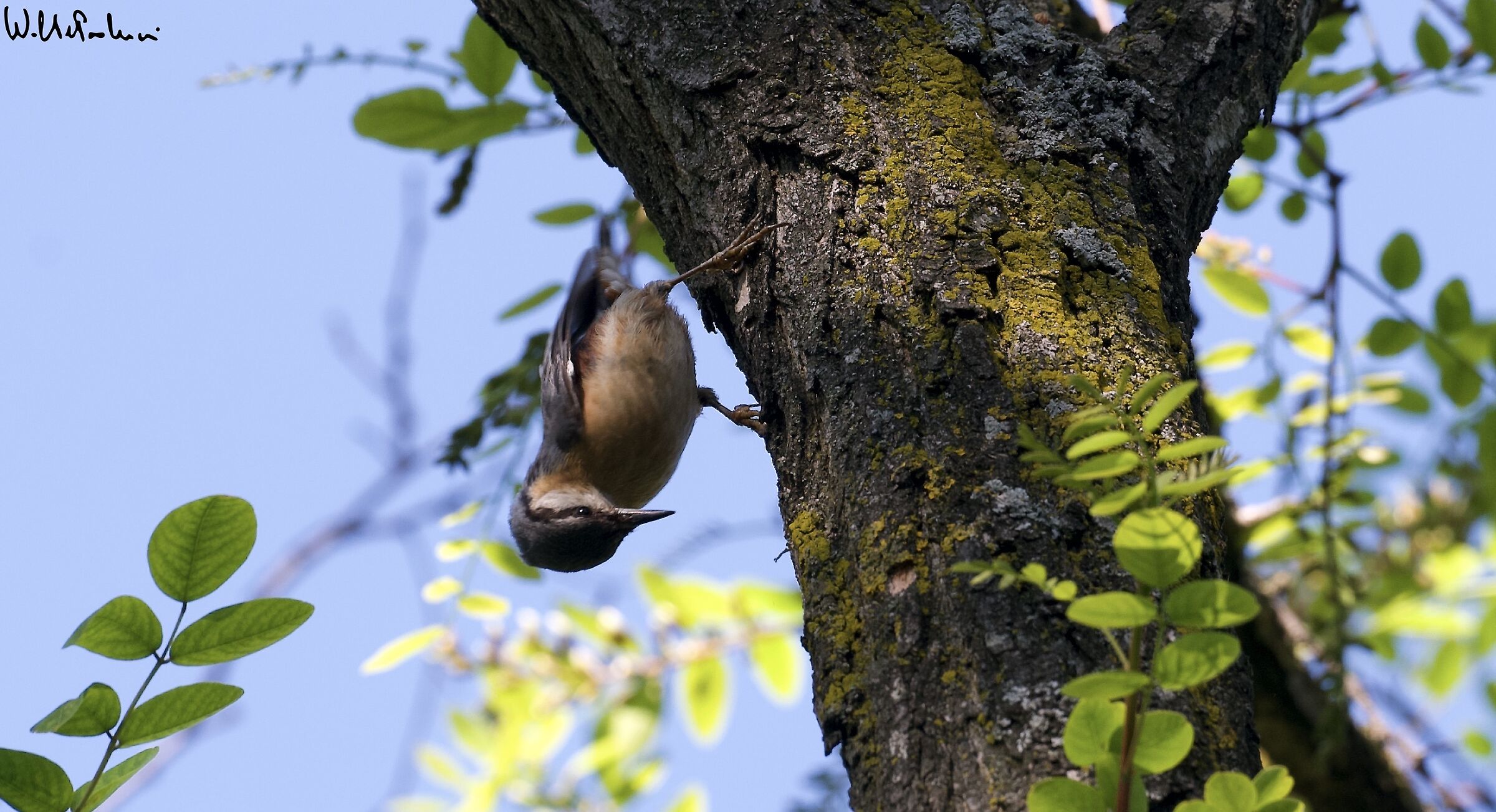 Wood nuthatch