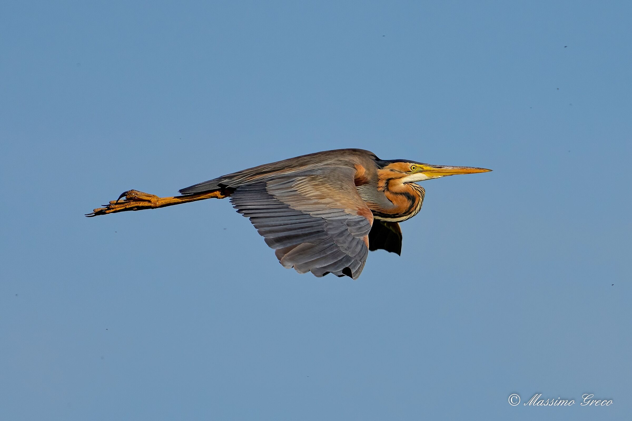 Airone rosso (Ardea purpurea)