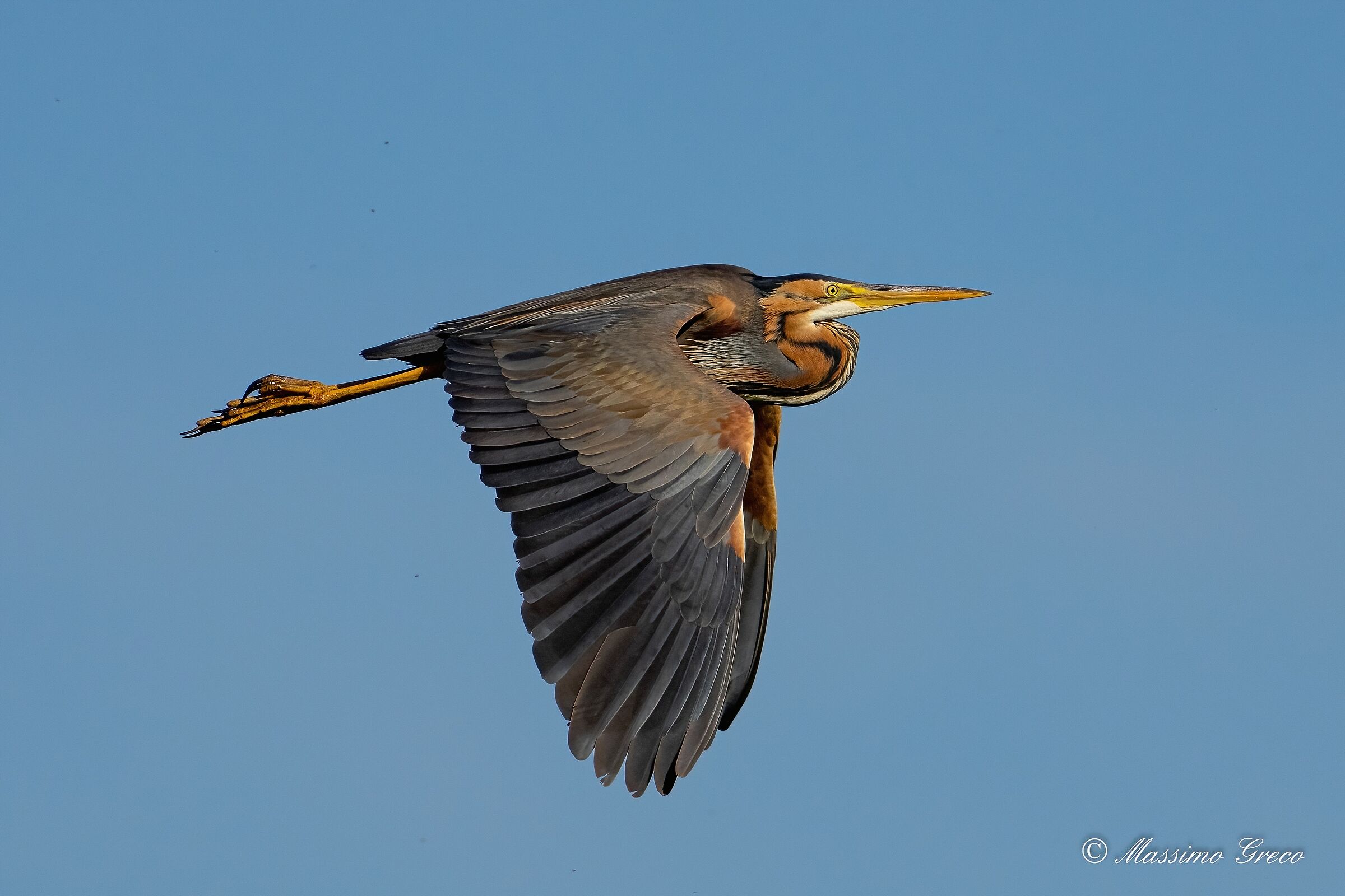 Airone rosso (Ardea purpurea)