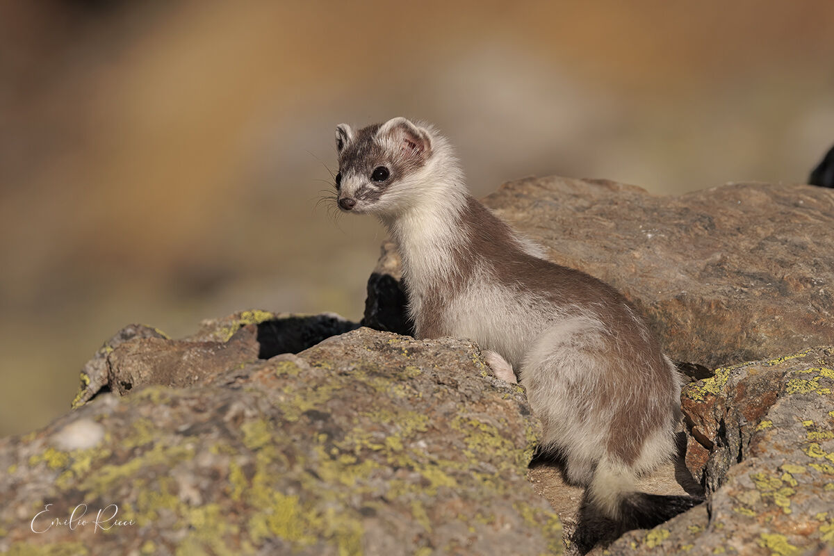 Ermellino in muta estiva