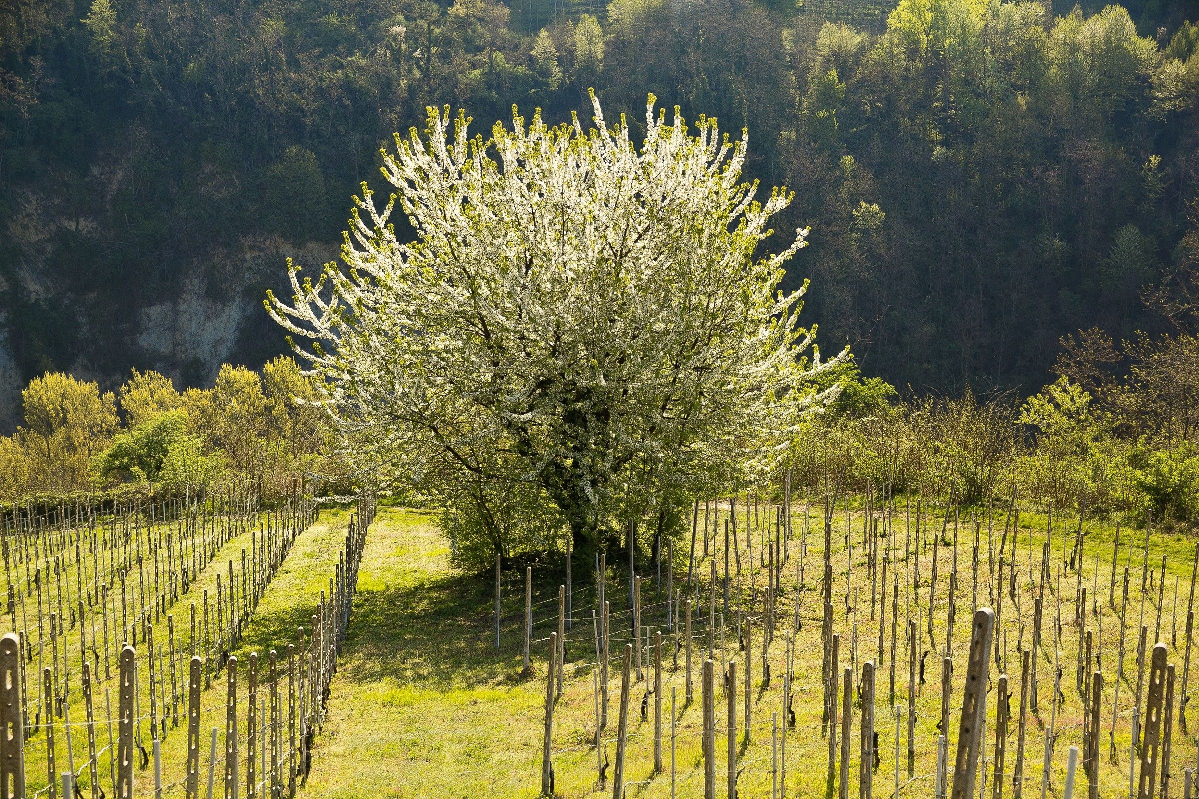 spettacolo di primavera