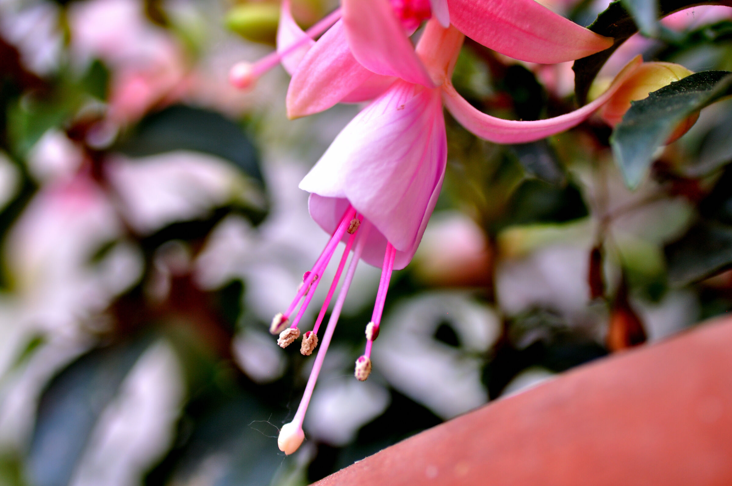 Fuchsia