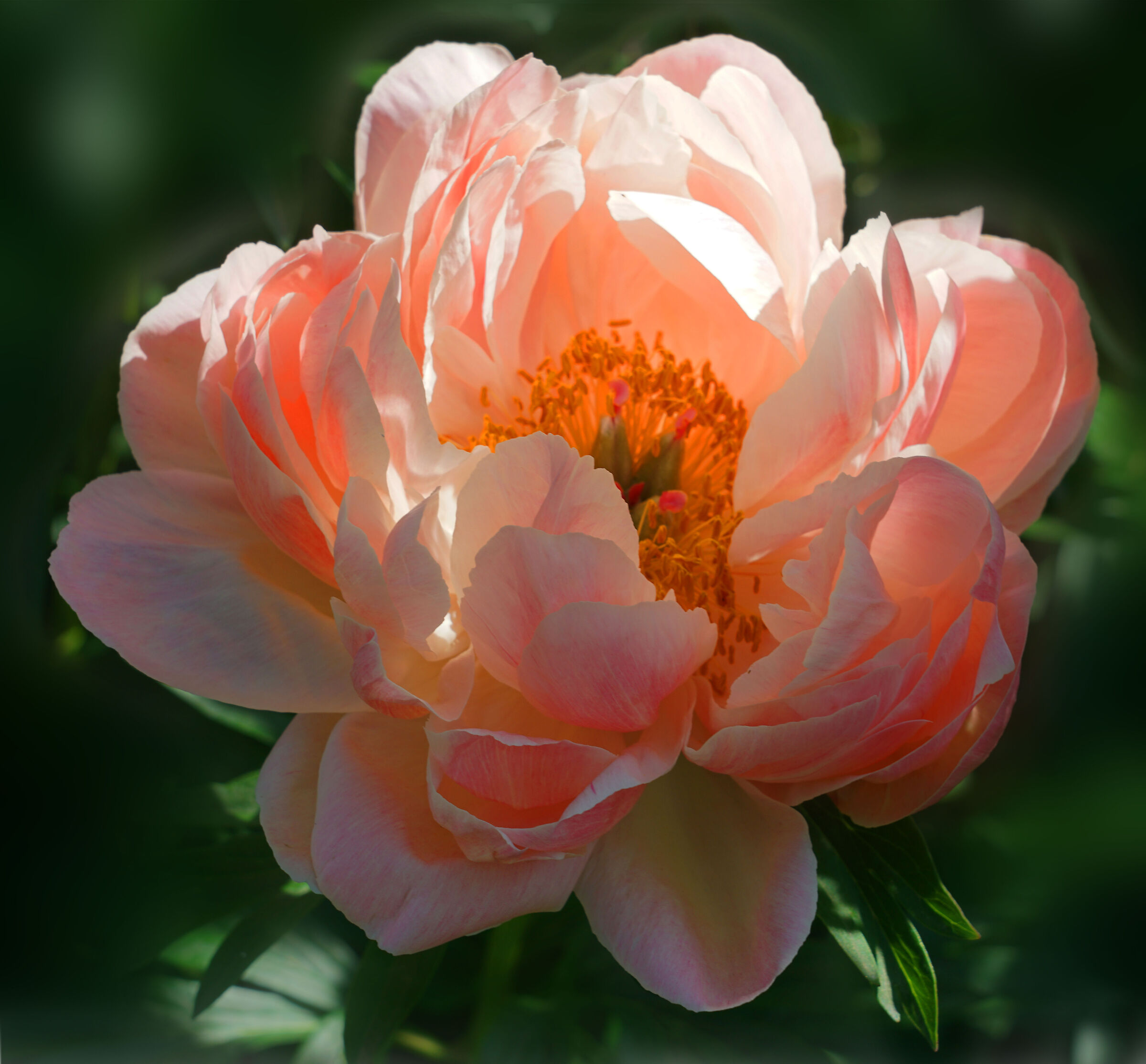 A hug from the petals