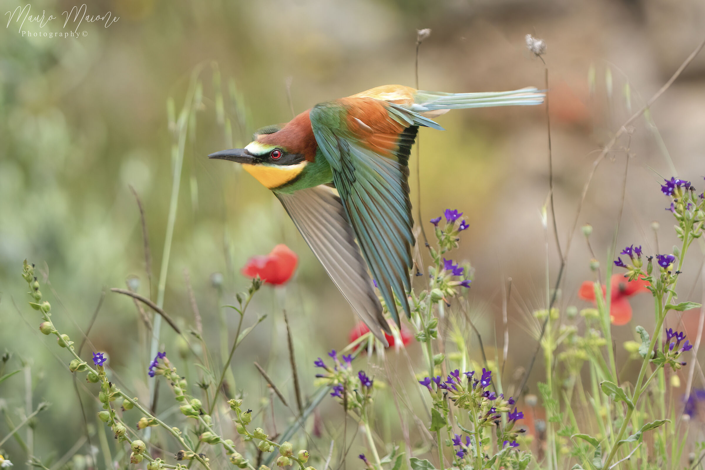 la natura dà spettacolo