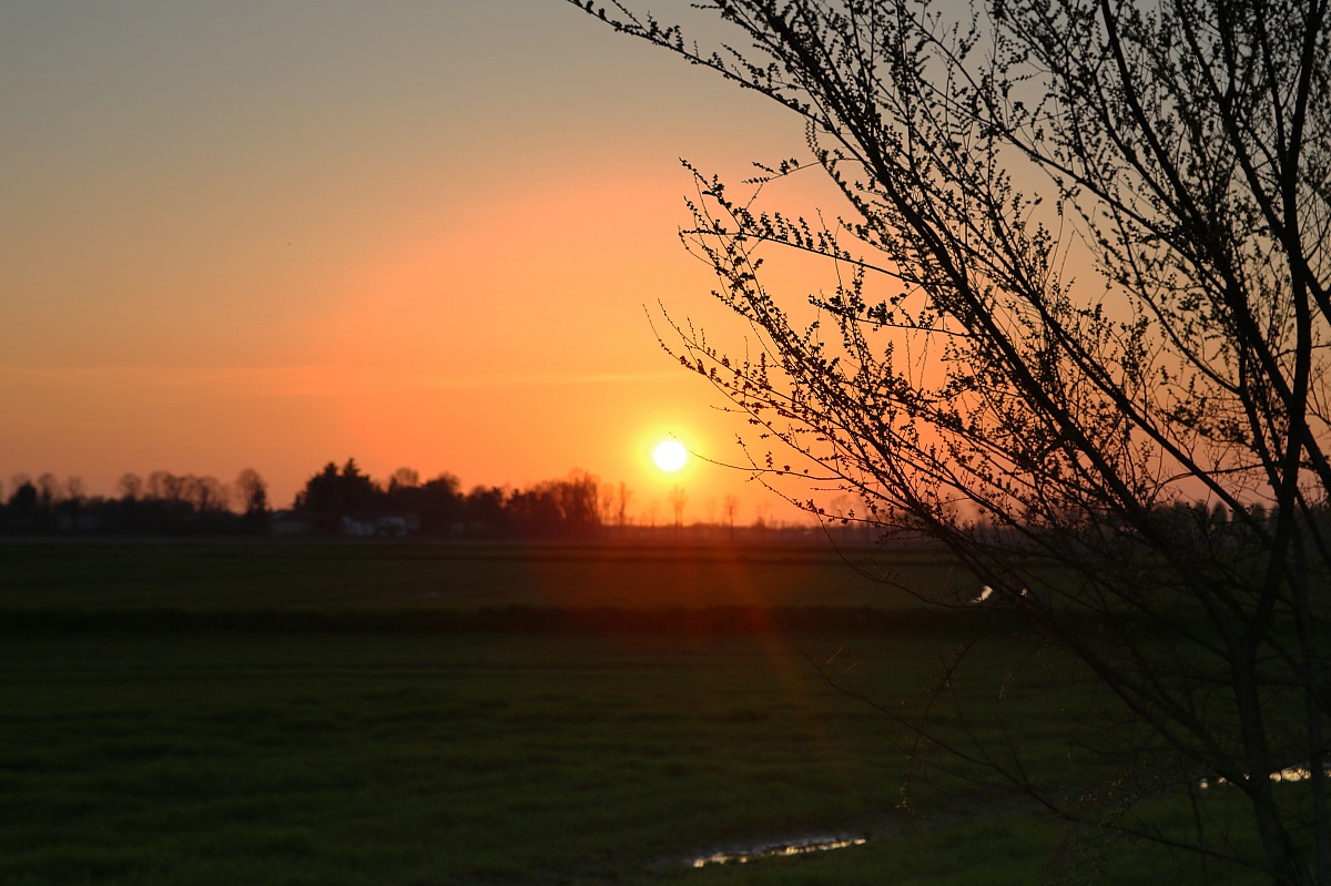 Carpinus in the twilight